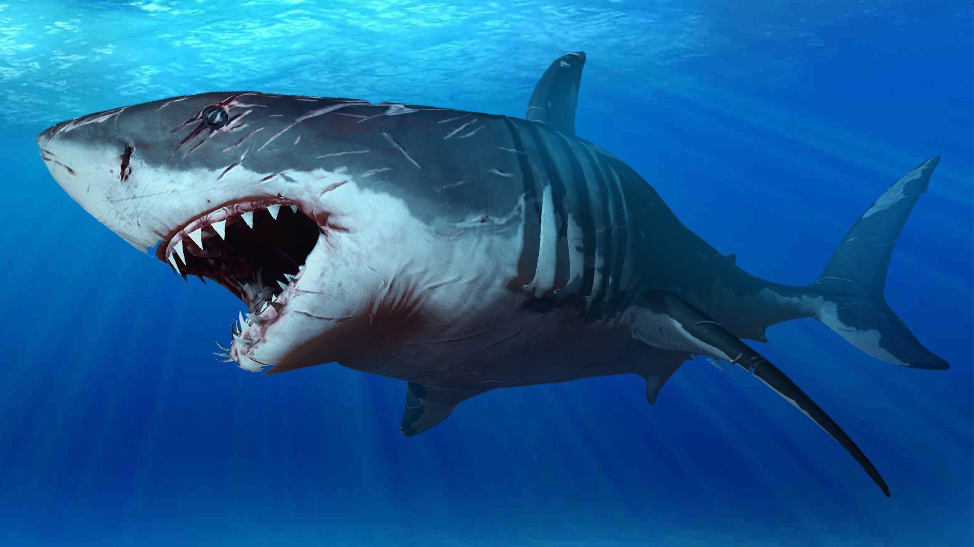 Great White Shark Wallpapers Hd Wallpaper Cave - vrogue.co