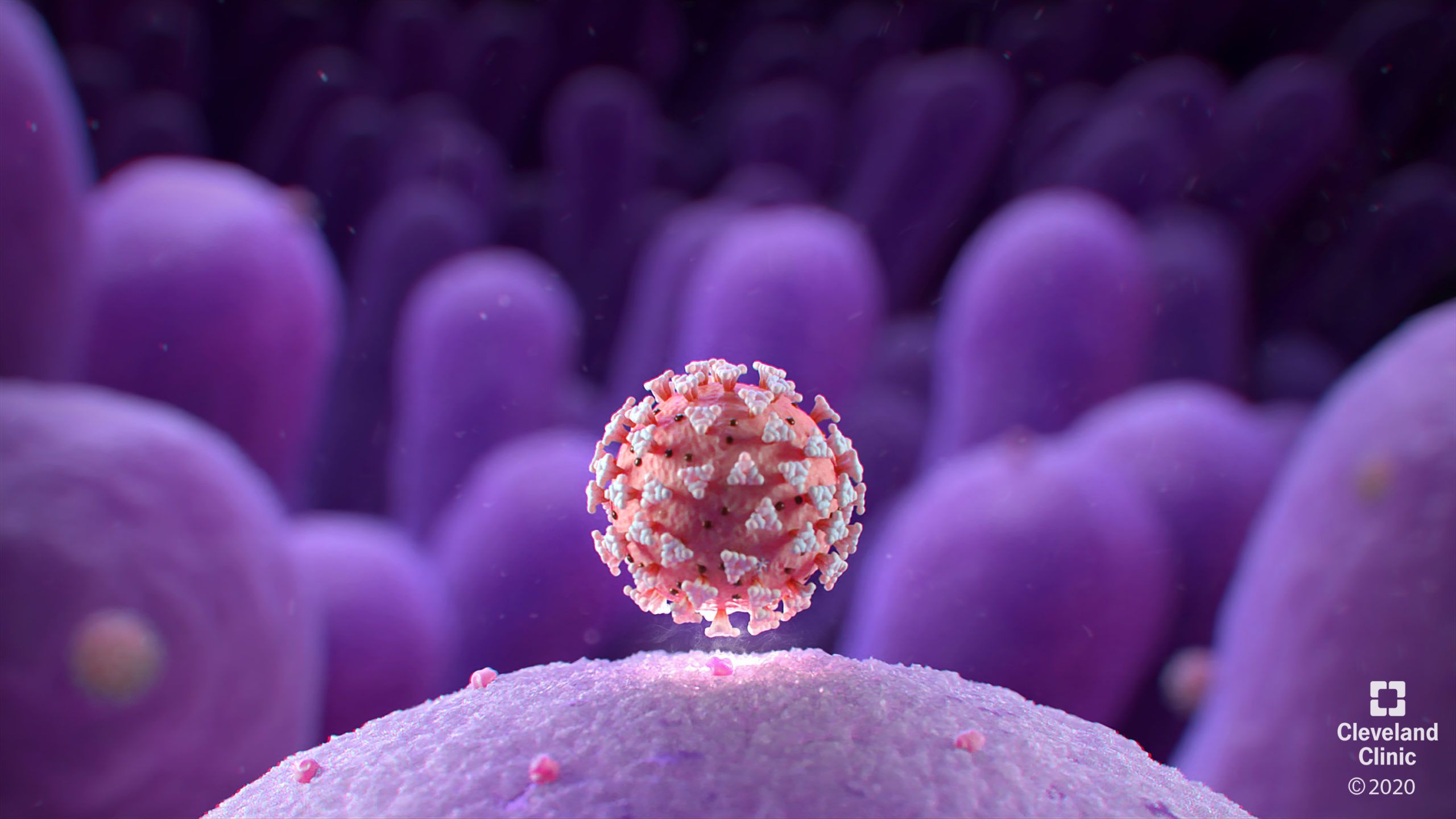 Frequently Asked Questions about Coronavirus Disease 2019 COVID