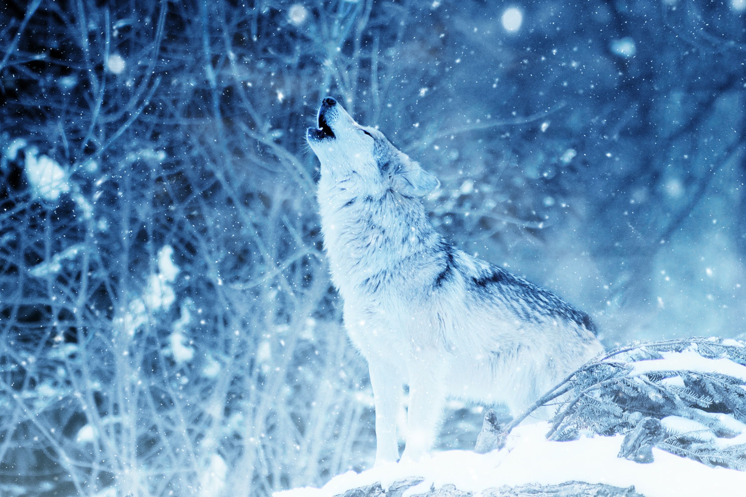 Wallpaper Wolf Howling, Winter, Snowfall, HD, Animals