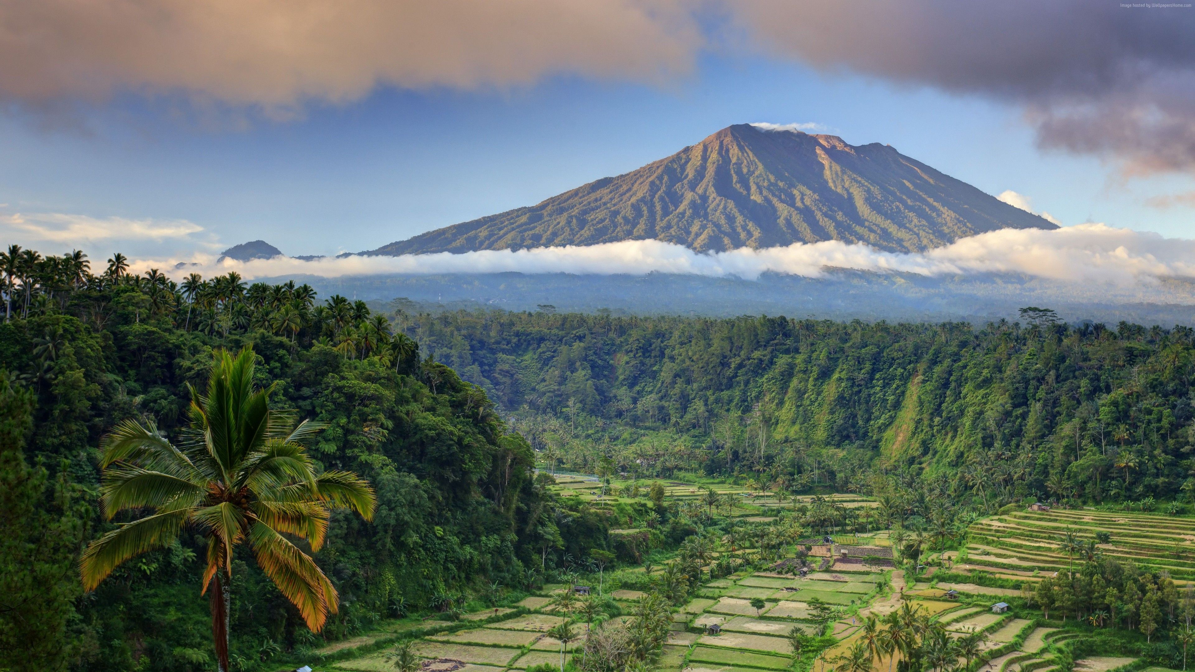 Wallpaper Bali, palms, trees, field, mountain, clouds, 5k, Travel