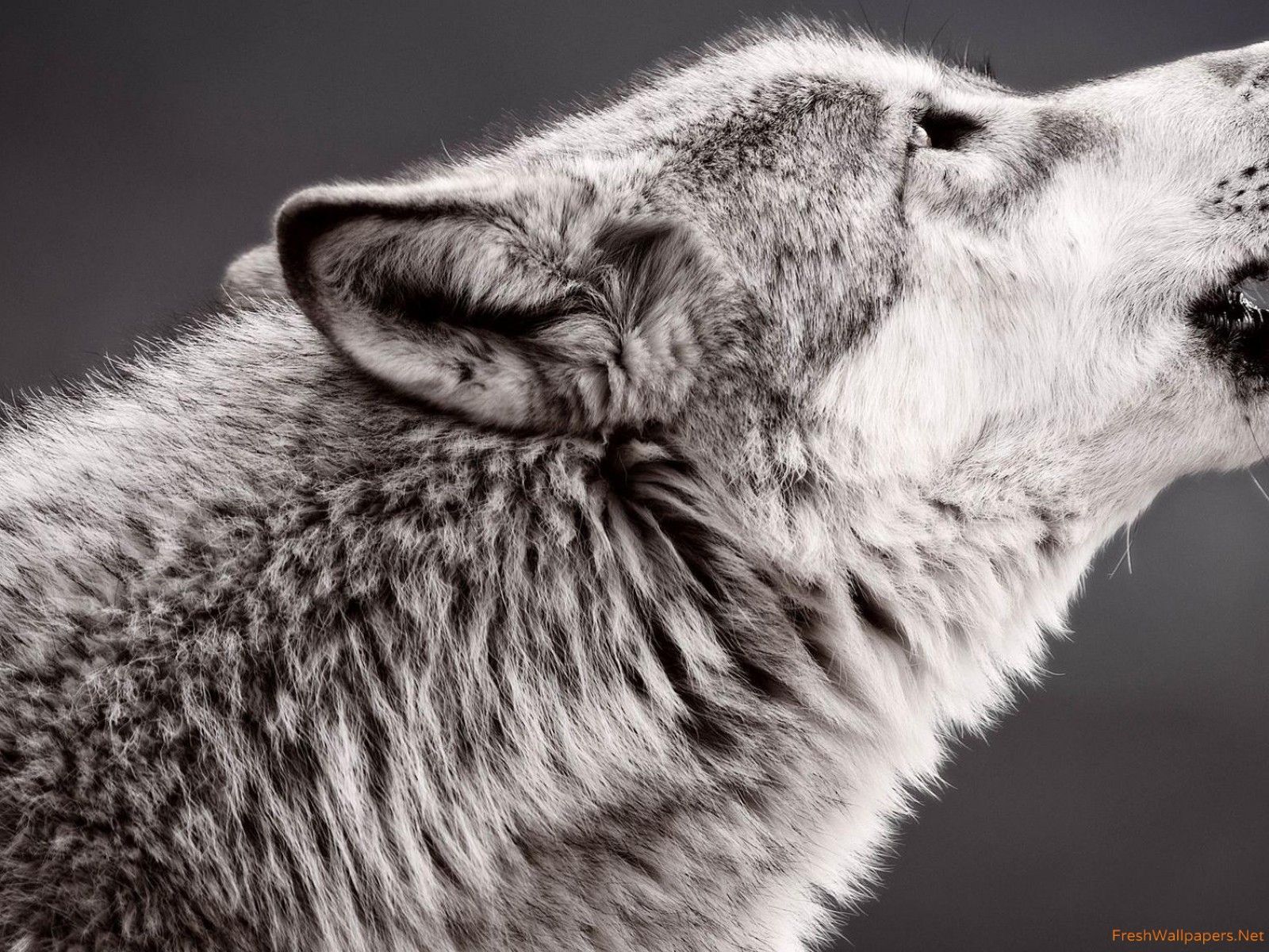 Wolf howling wallpaper