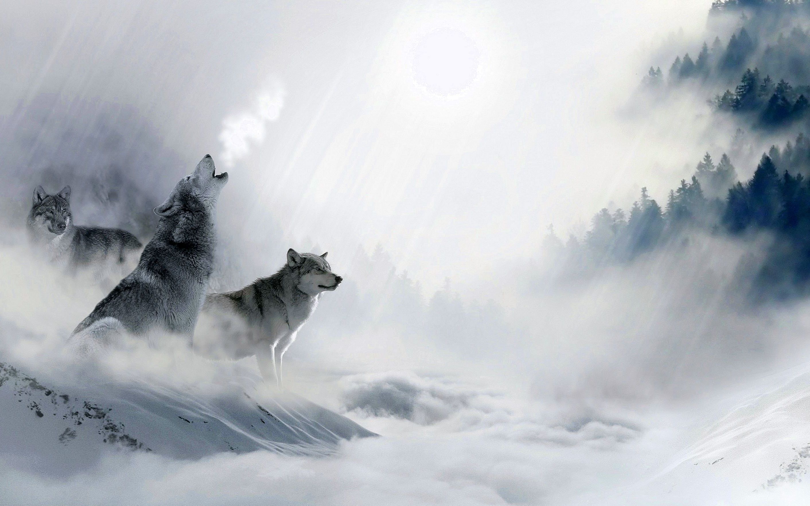 Wolf Howling Wallpaper Desktop Wallpaper.Pro