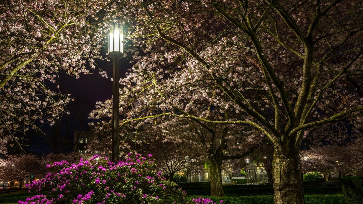 Night park lantern blooming trees grass bushes flowers