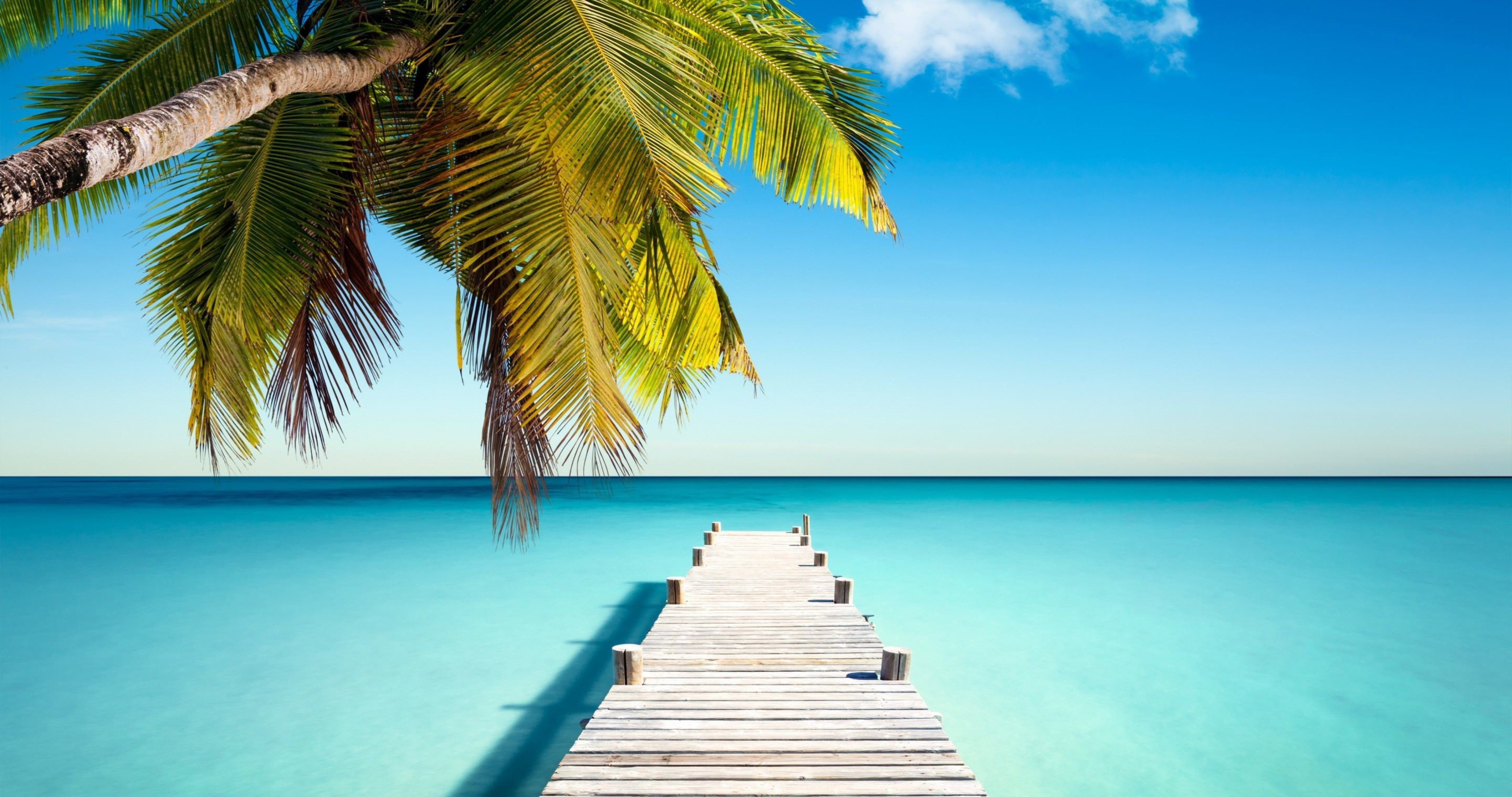 tropical paradise with palm 4k ultra HD wallpaper. Beautiful beaches, Beach paradise, Beautiful landscapes