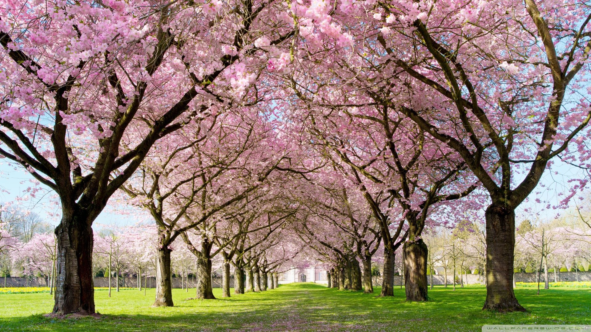 Park In Spring Desktop Background wallpapers HD free - 495207