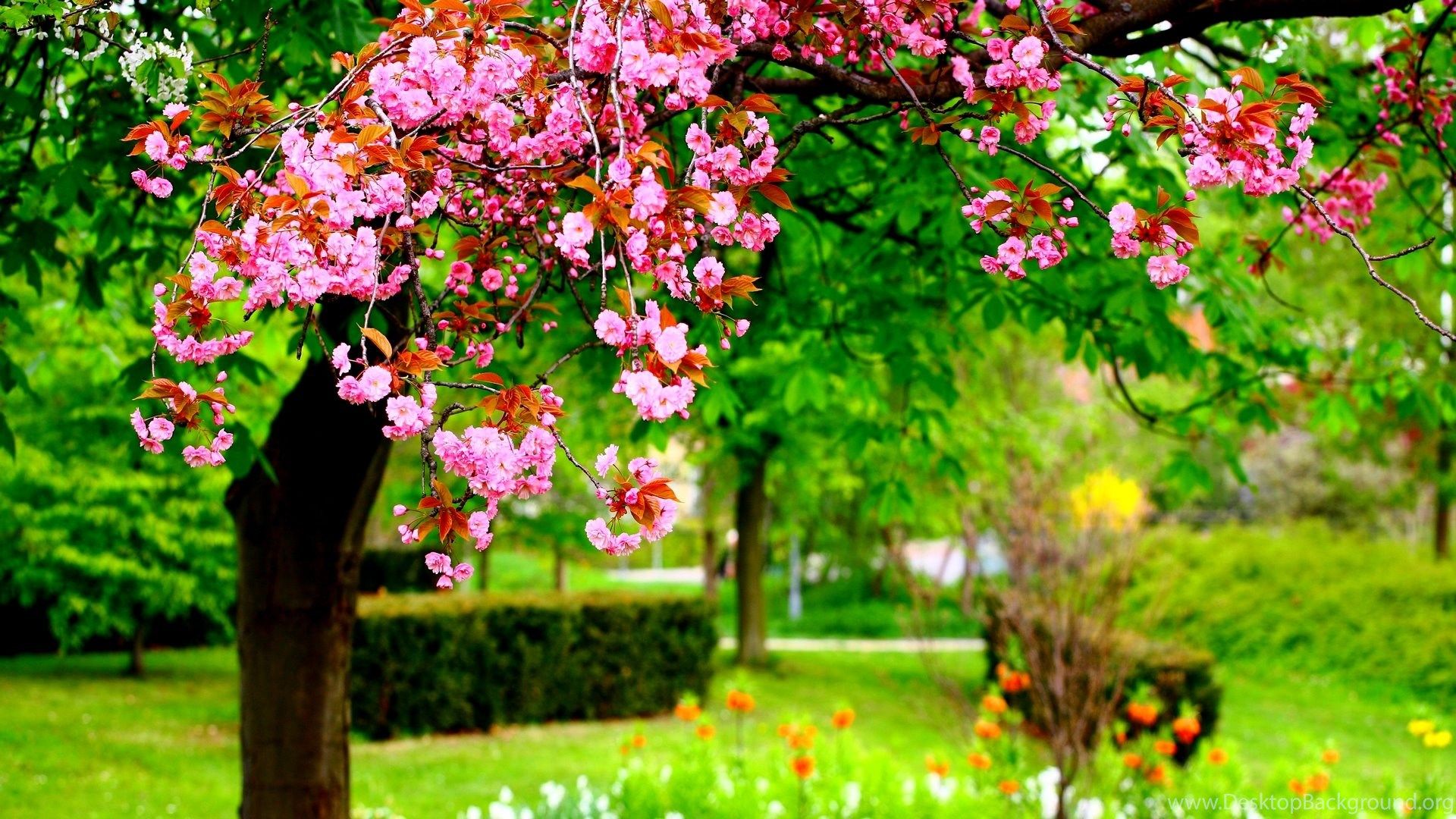 Spring Park Hi Res Wallpaper Dilshaddeyani.info Desktop Background