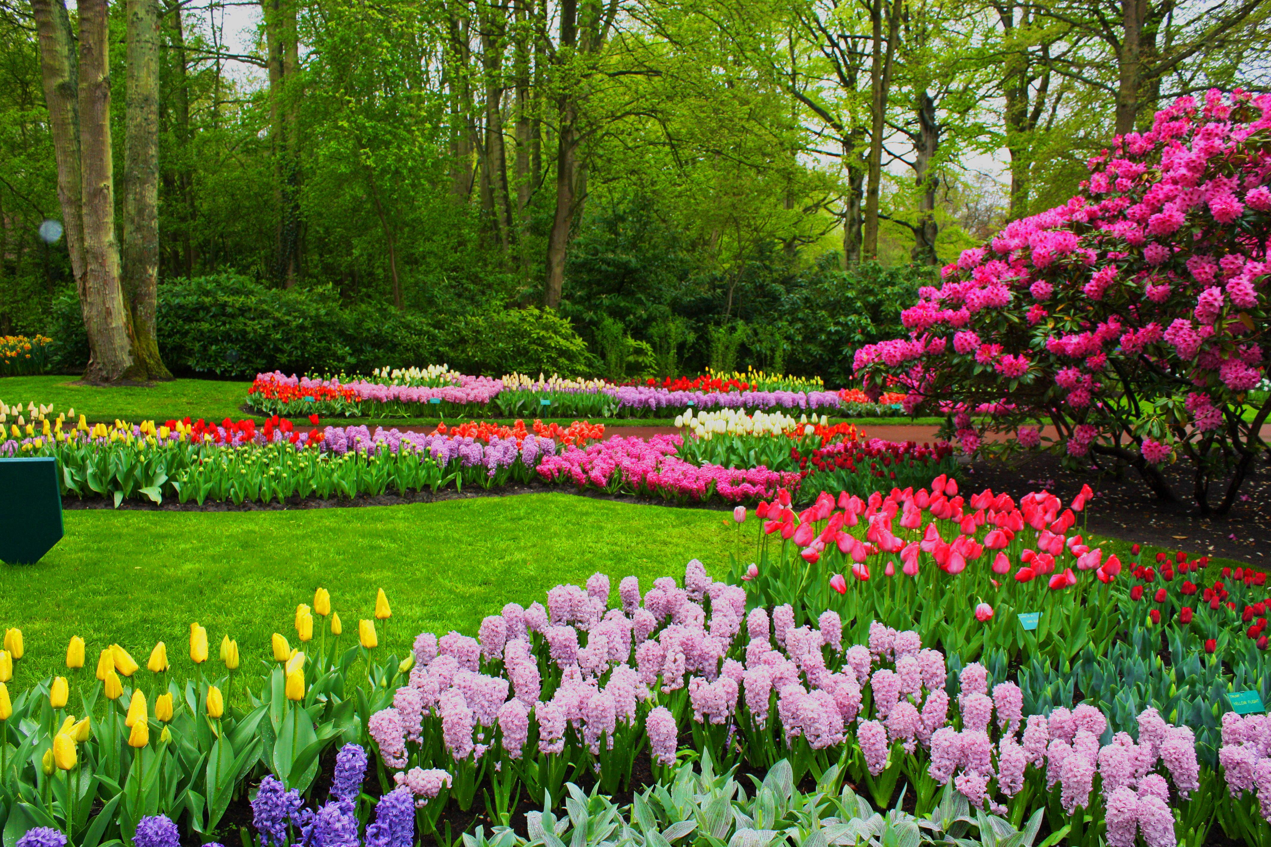 Spring Flowers in a park