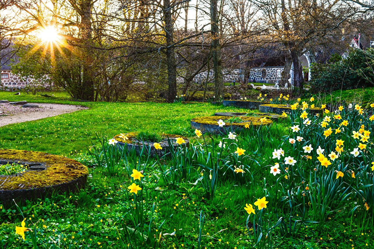 Desktop Wallpaper Sun Nature Spring Parks Daffodils Moss Grass