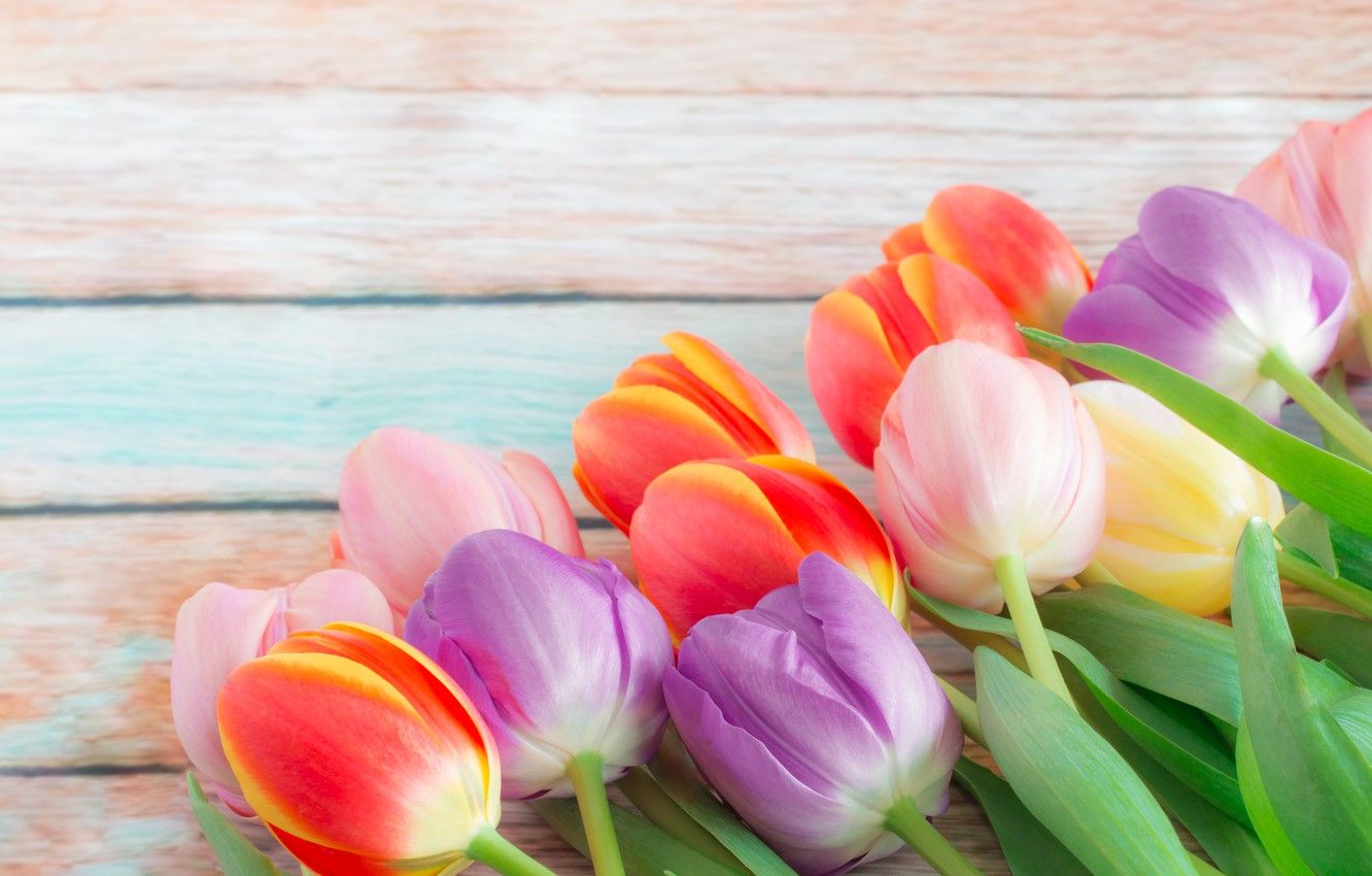 Wallpaper flowers, bouquet, spring, colorful, tulips, buds, fresh