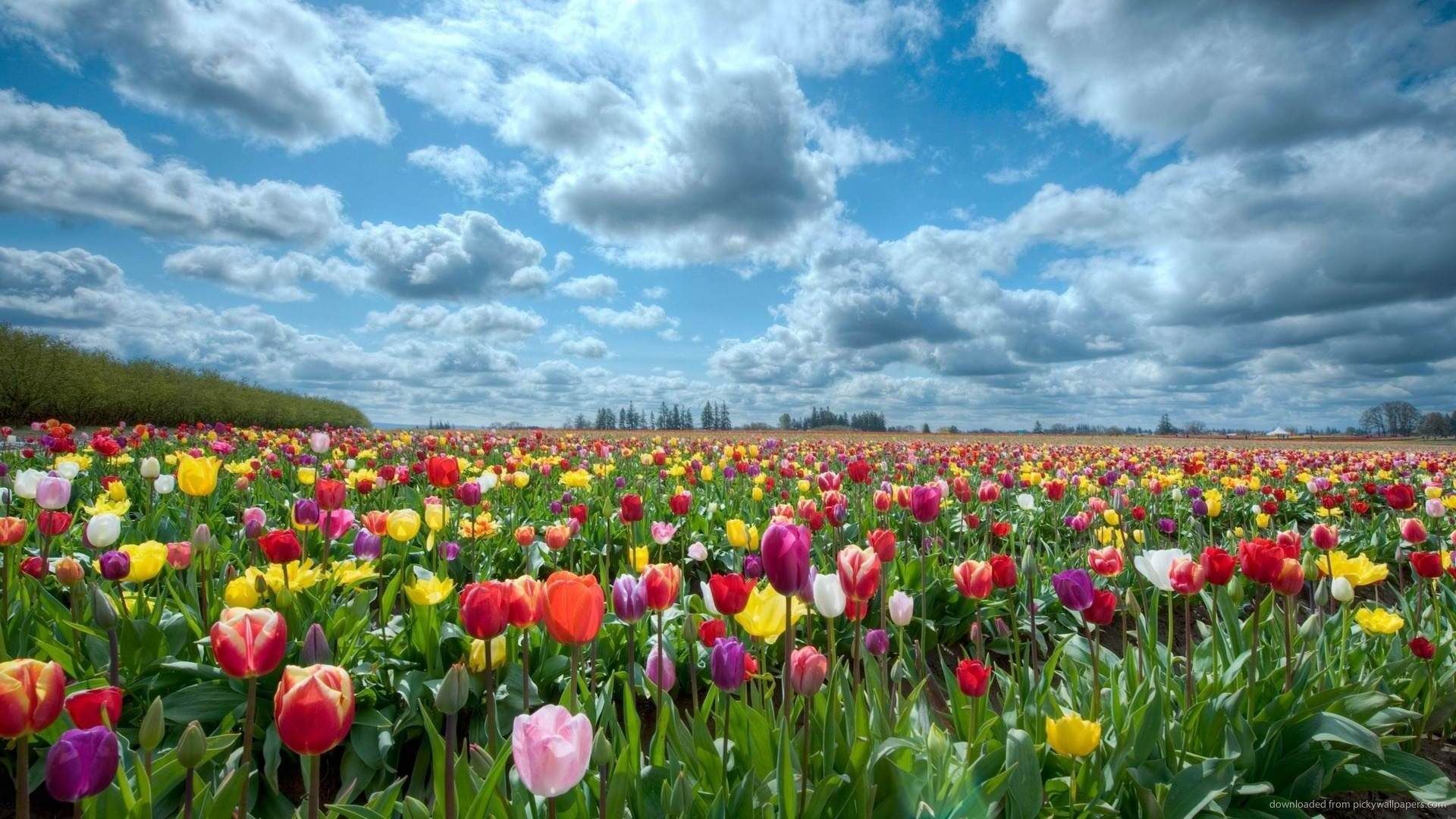 Colorful Tulip Field wallpaper. Beautiful flowers wallpaper