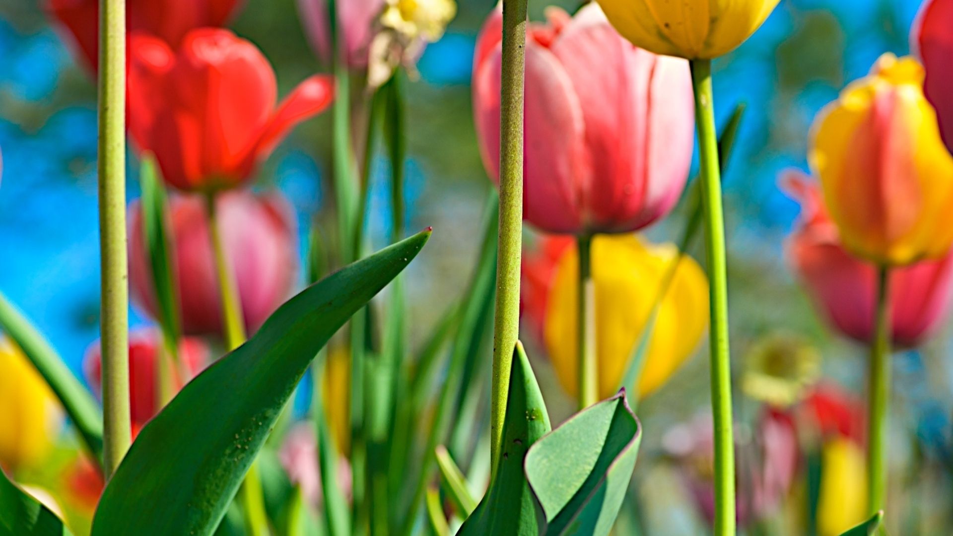 Free download Colorful tulips wallpaper 925 [1920x1200]