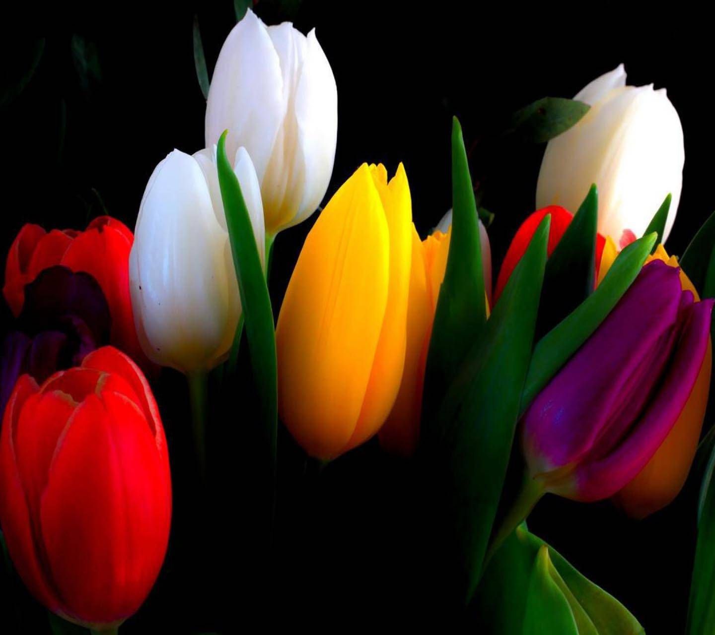 Download Colorful Tulips Wallpaper