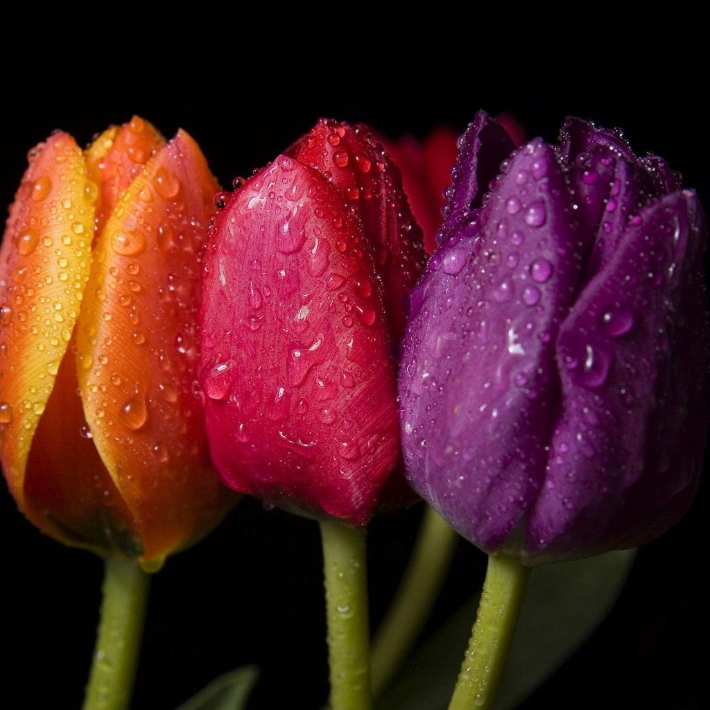 Colorful Tulips iPad Wallpaper HD. Lila tulpen, Tulpen blumen