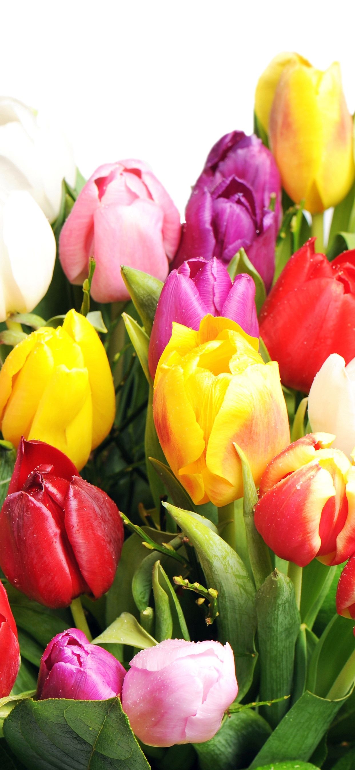 Colorful tulips, pink, white, yellow, red 1242x2688 iPhone 11 Pro