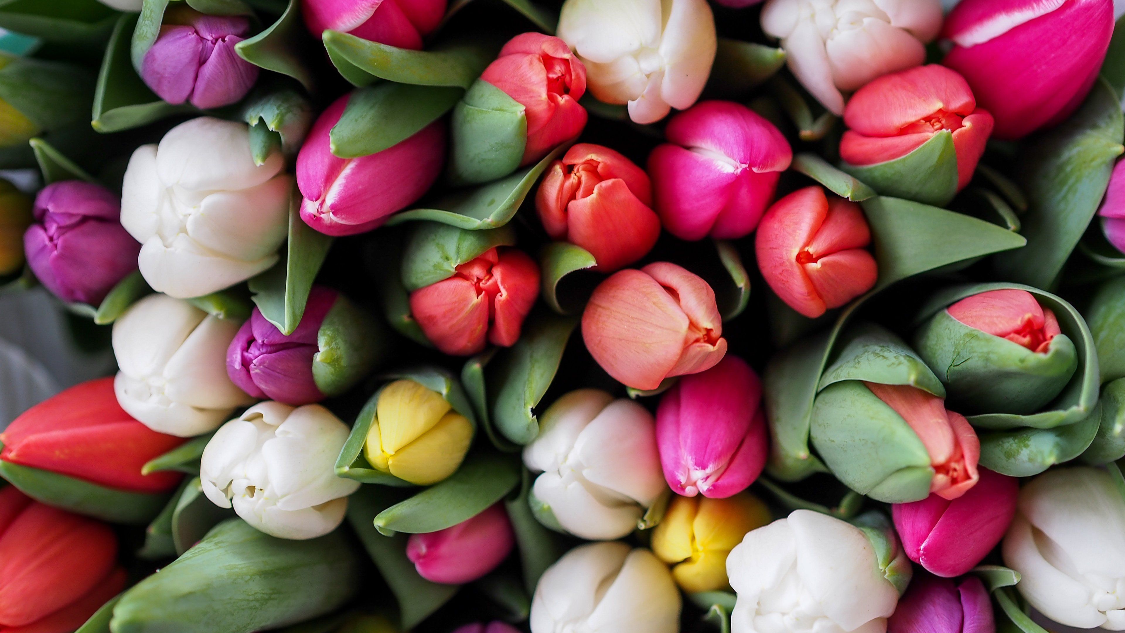 Colorful Tulips 4k Ultra HD Wallpaper. Background Image