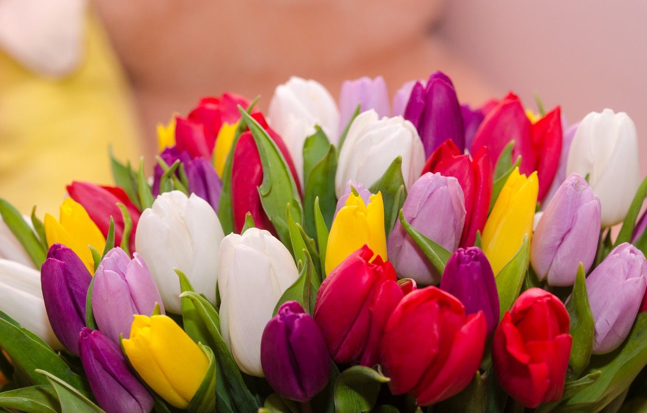 Wallpaper flowers, bouquet, colorful, tulips, flowers, tulips