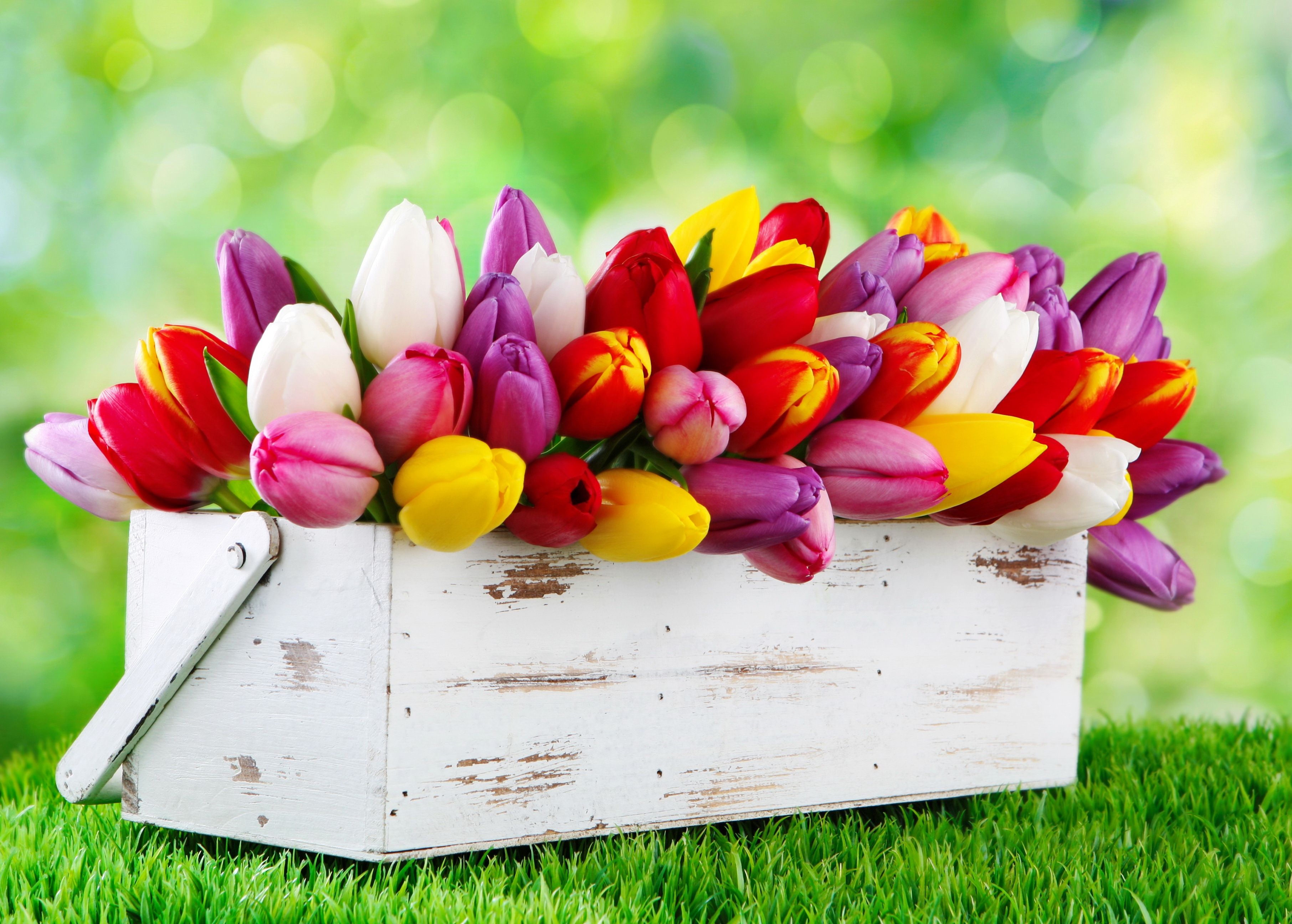Colorful Tulips HD Wallpaper