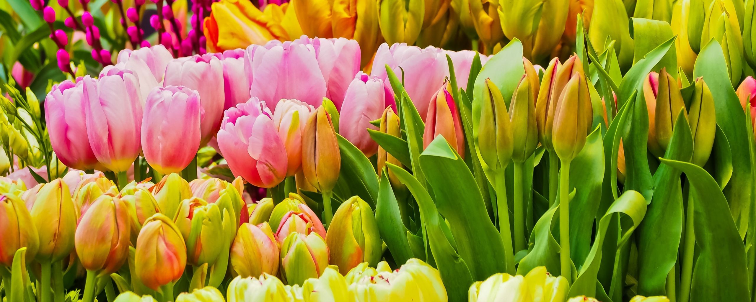 Download 2560x1024 wallpaper fresh flowers, colorful, tulips, dual