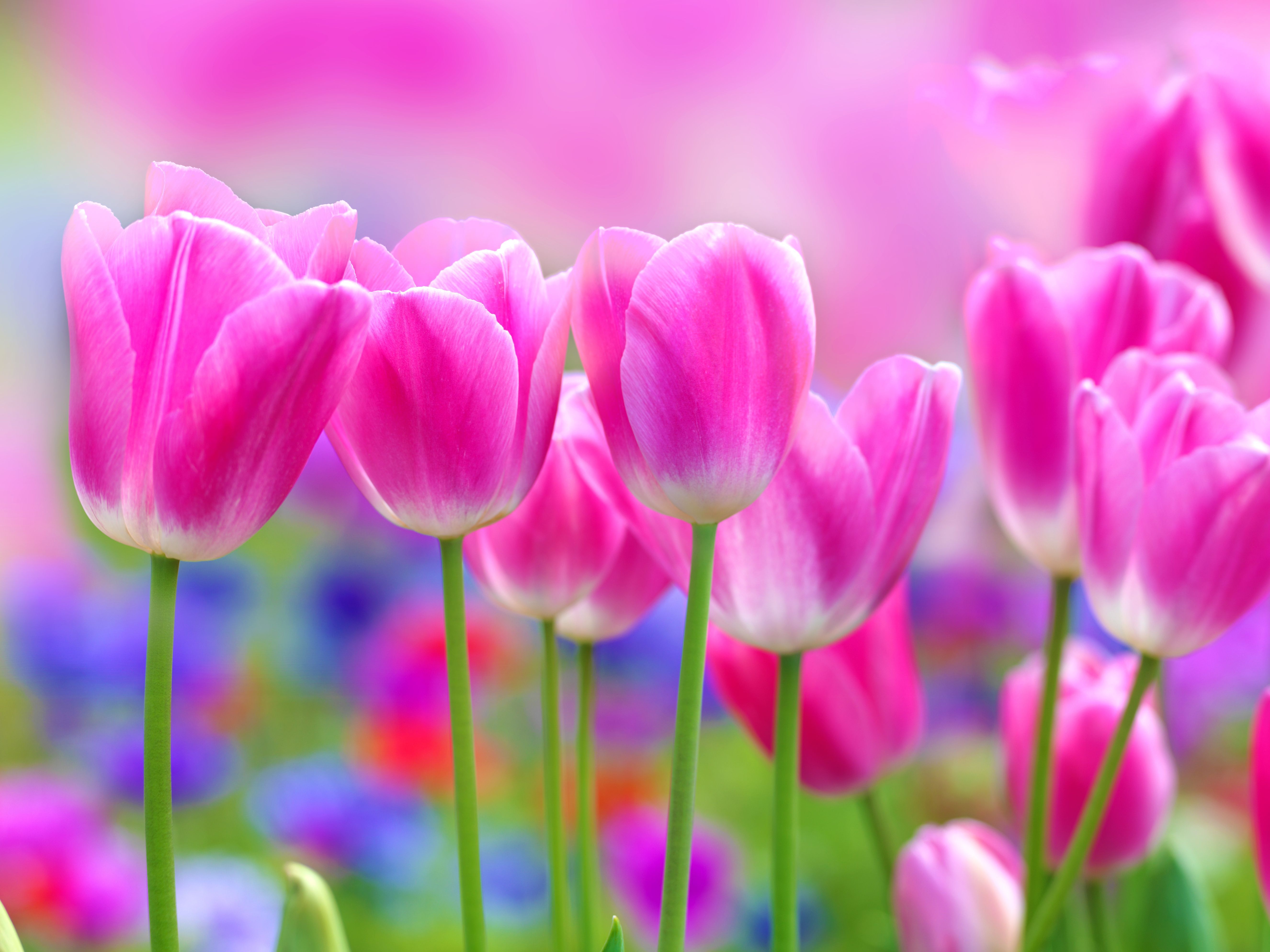 colorful tulips under bright sunshine close up