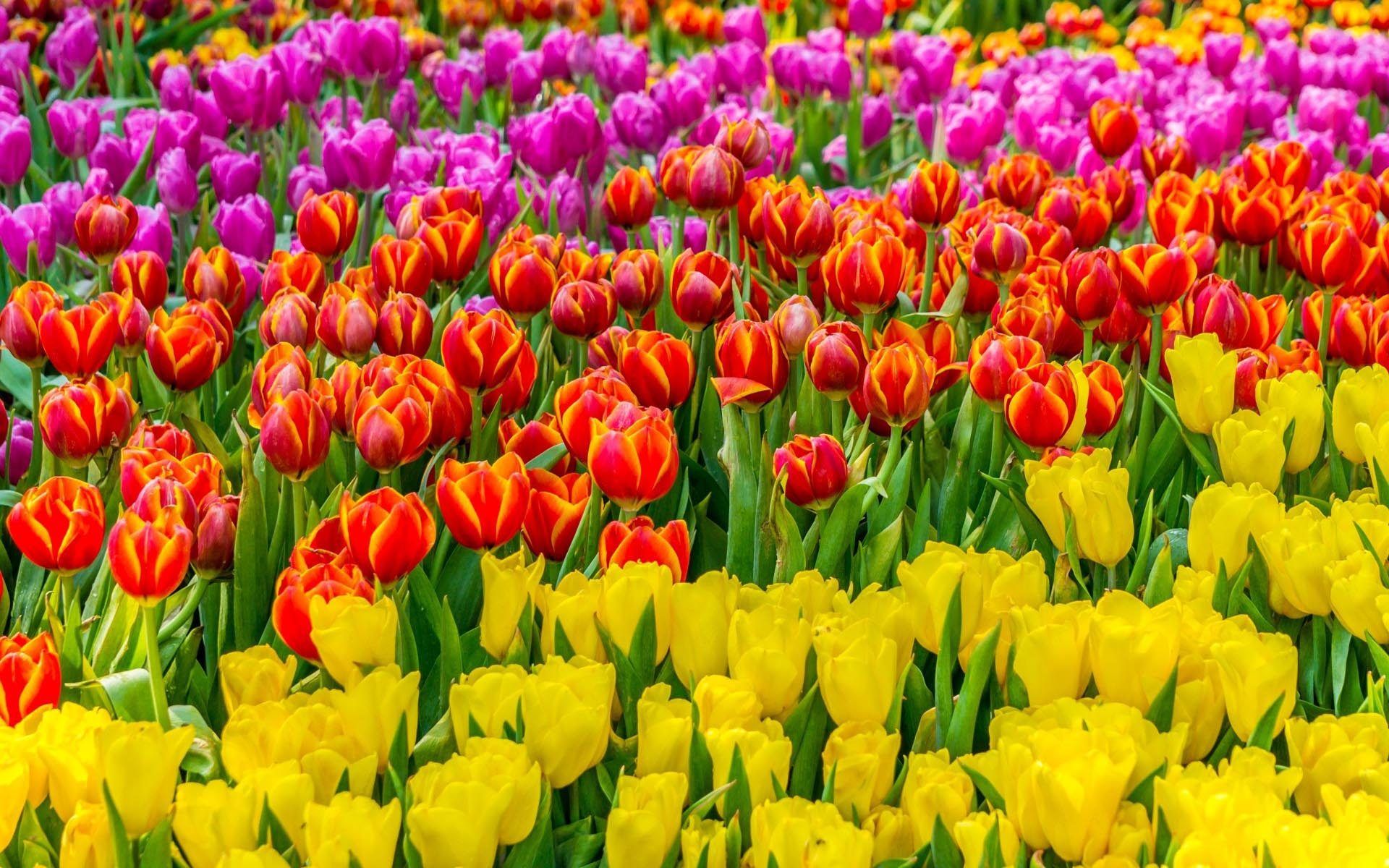 Flowers Field With Colorful Tulips Red Pink And Yellow Wallpaper