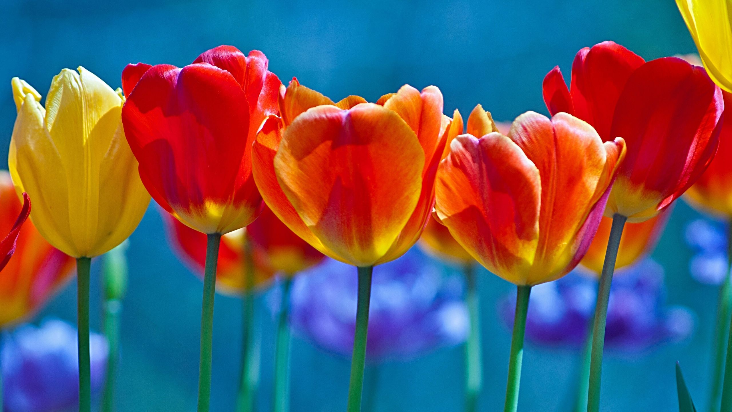 Brightly Colored Tulips 1440P Resolution HD 4k