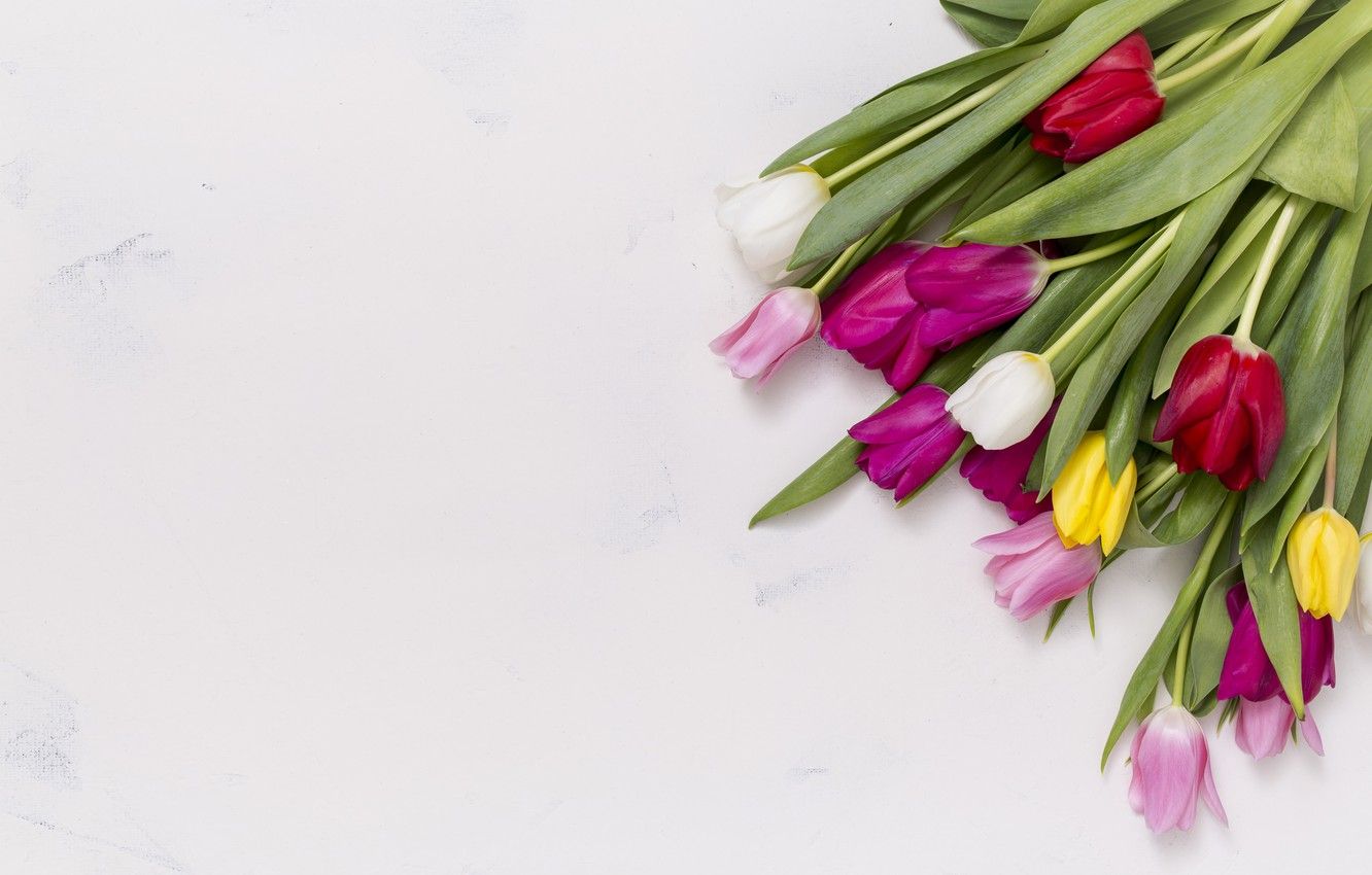 Wallpaper bouquet, colorful, tulips, tulip, bouguet image