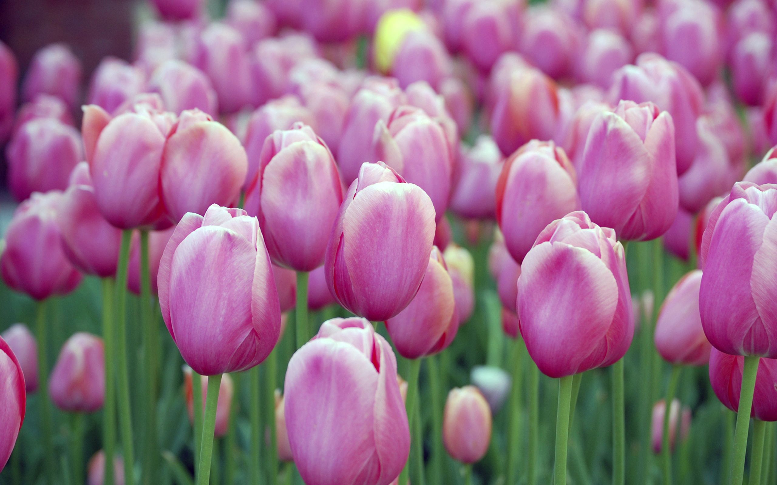 Pink Blossom Tulips HD Wallpaper. Background Imagex1600