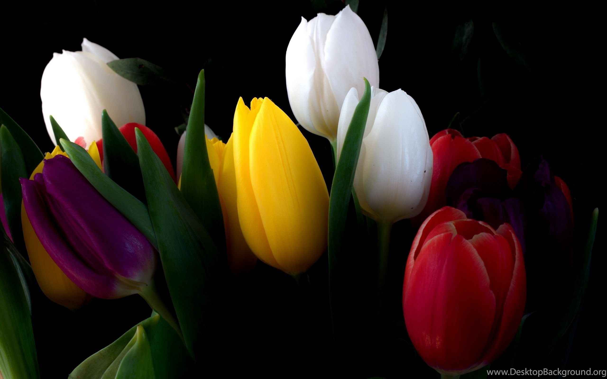 Colorful Tulips Wallpaper And Image Wallpaper, Picture, Photo