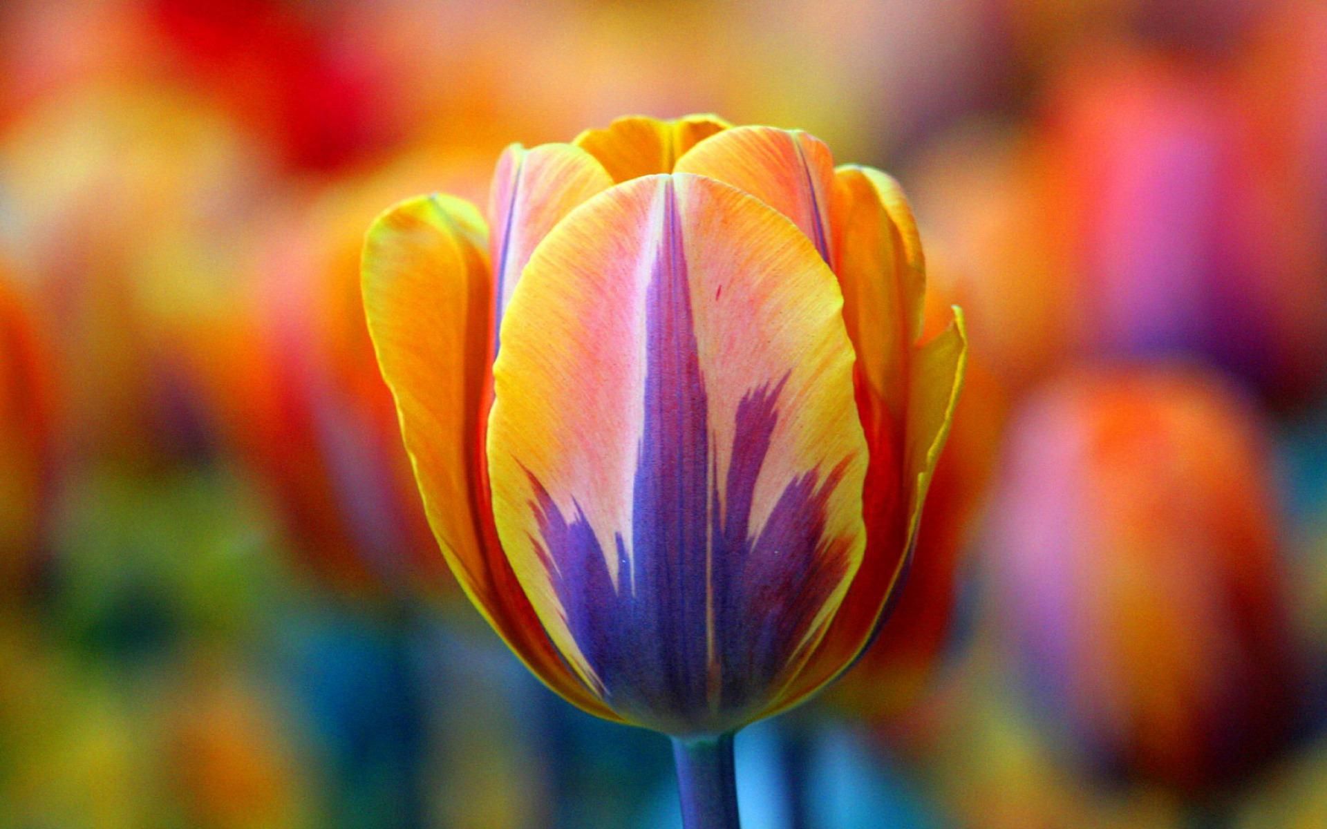 Multi Colored Tulips, L/ V.0.9 412.4 Kbyte