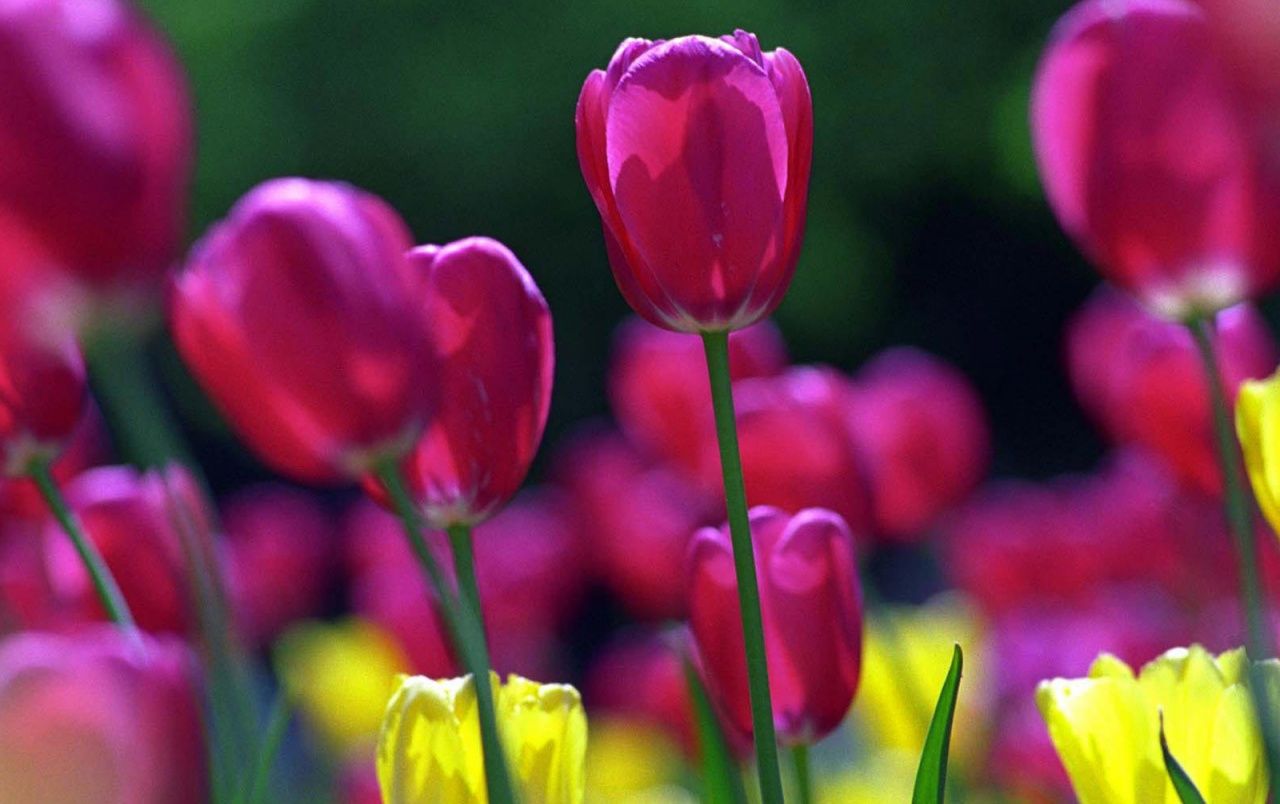 Colorful tulips wallpaper. Colorful tulips