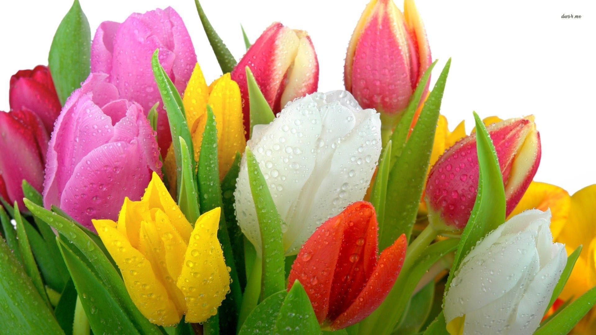 Free download Multicolor Tulip Bouquet Wallpaper Tulip Flower