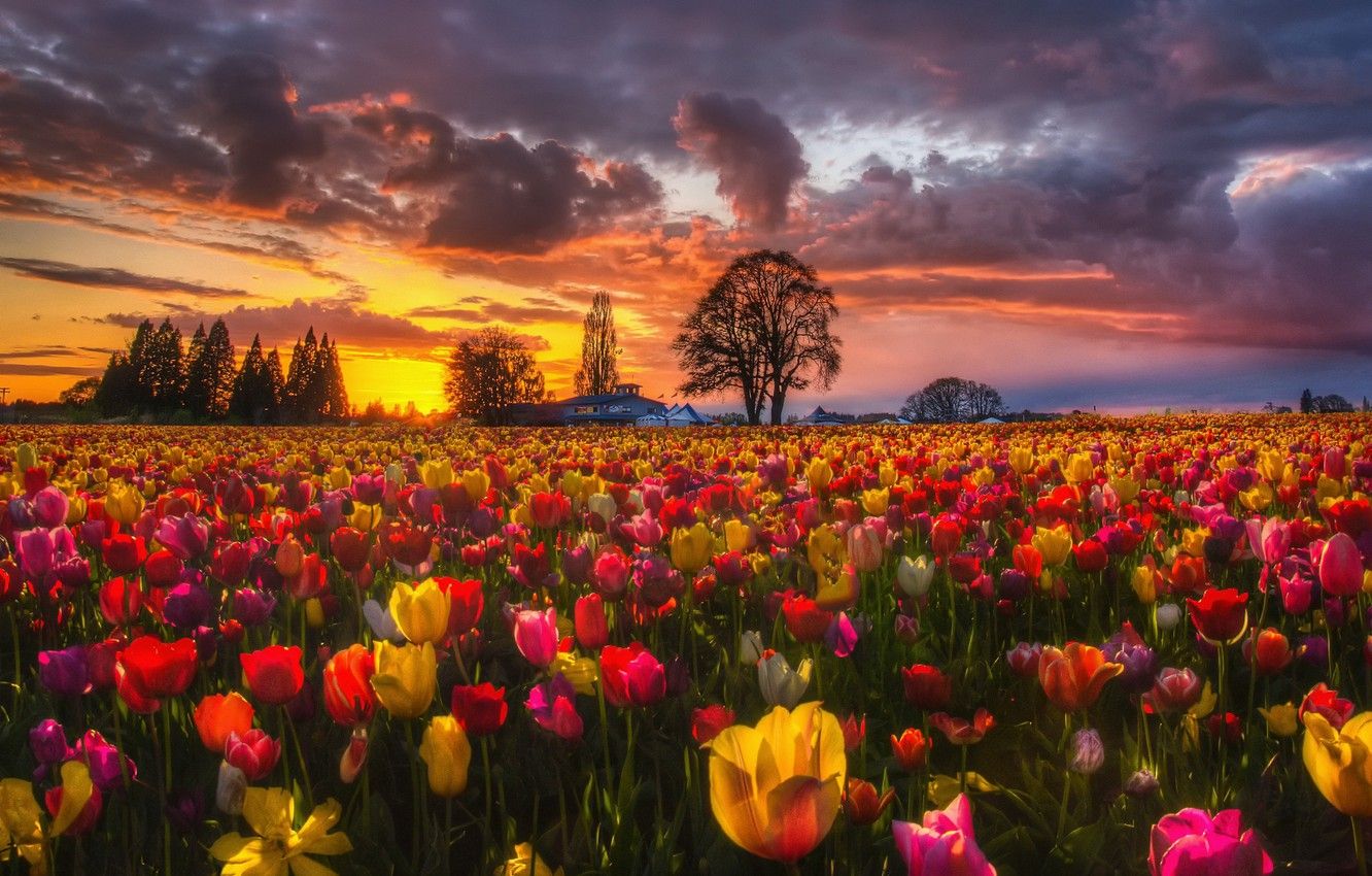 Wallpaper field, sunset, flowers, nature, spring, the evening