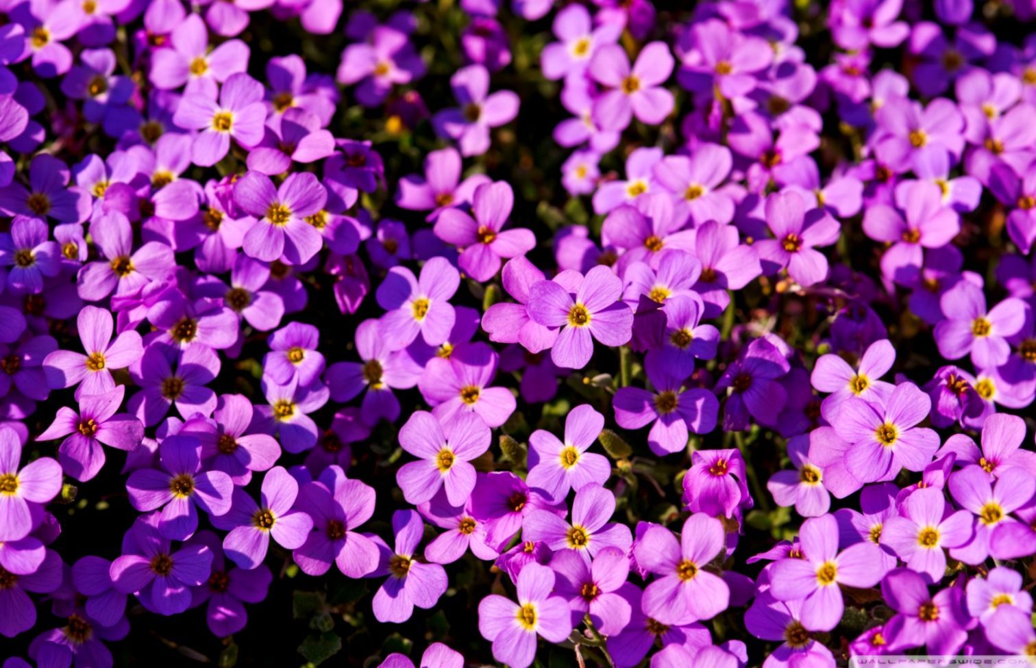 A Lot Of Purple Flowers ❤ 4k HD Desktop Wallpaper For