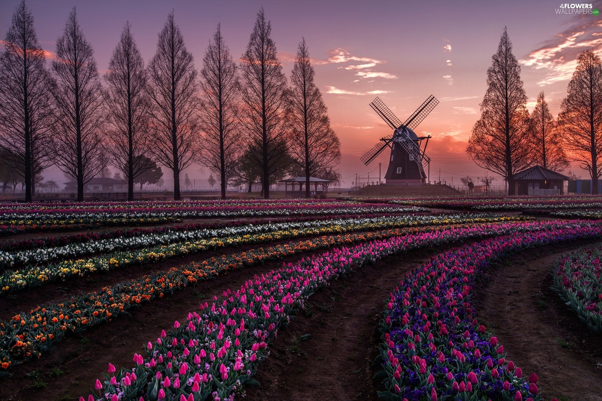 Windmill, evening, plantation, Tulips, Spring wallpaper