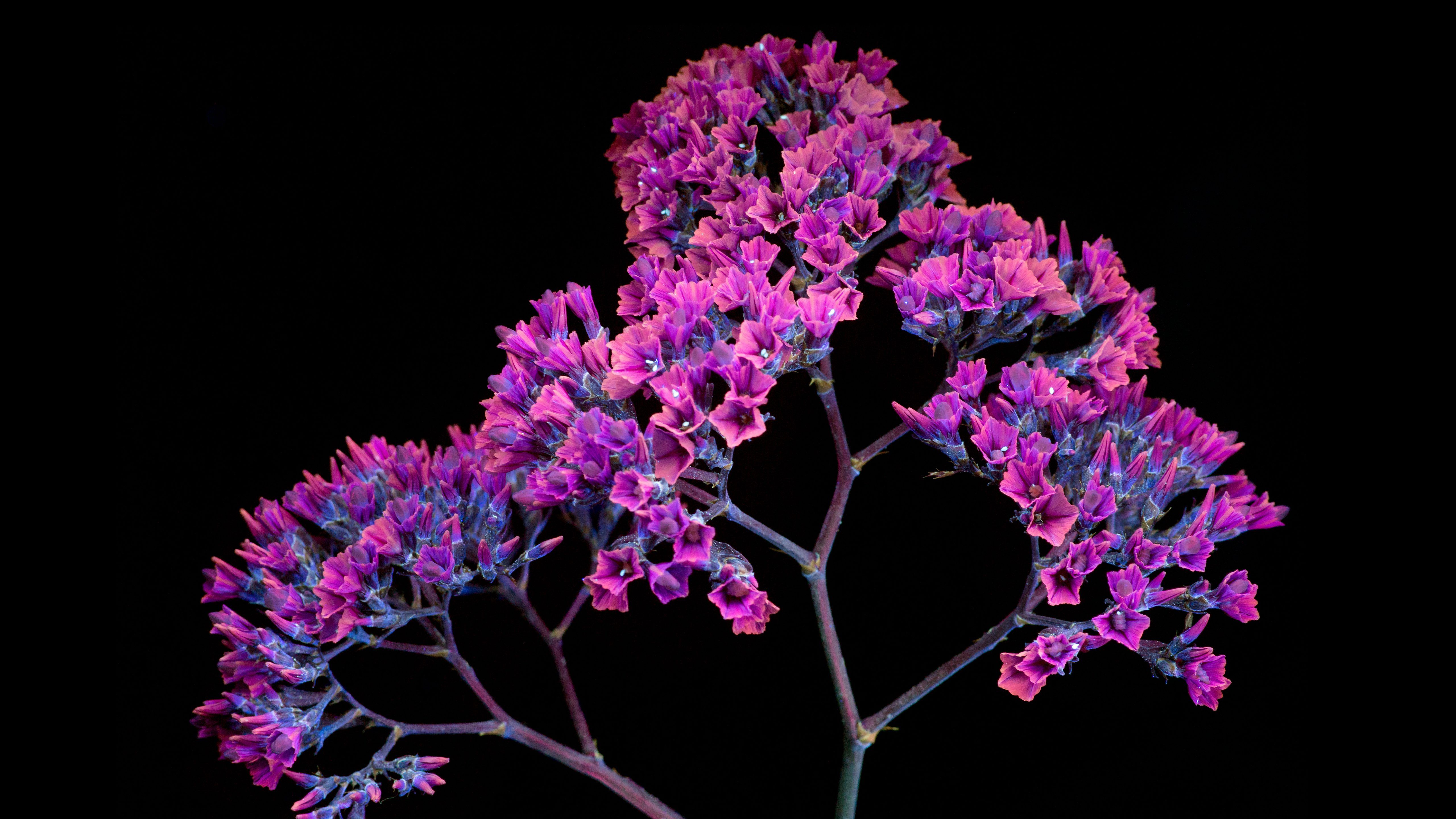 Oled Purple Flower, HD Flowers, 4k Wallpaper, Image, Background