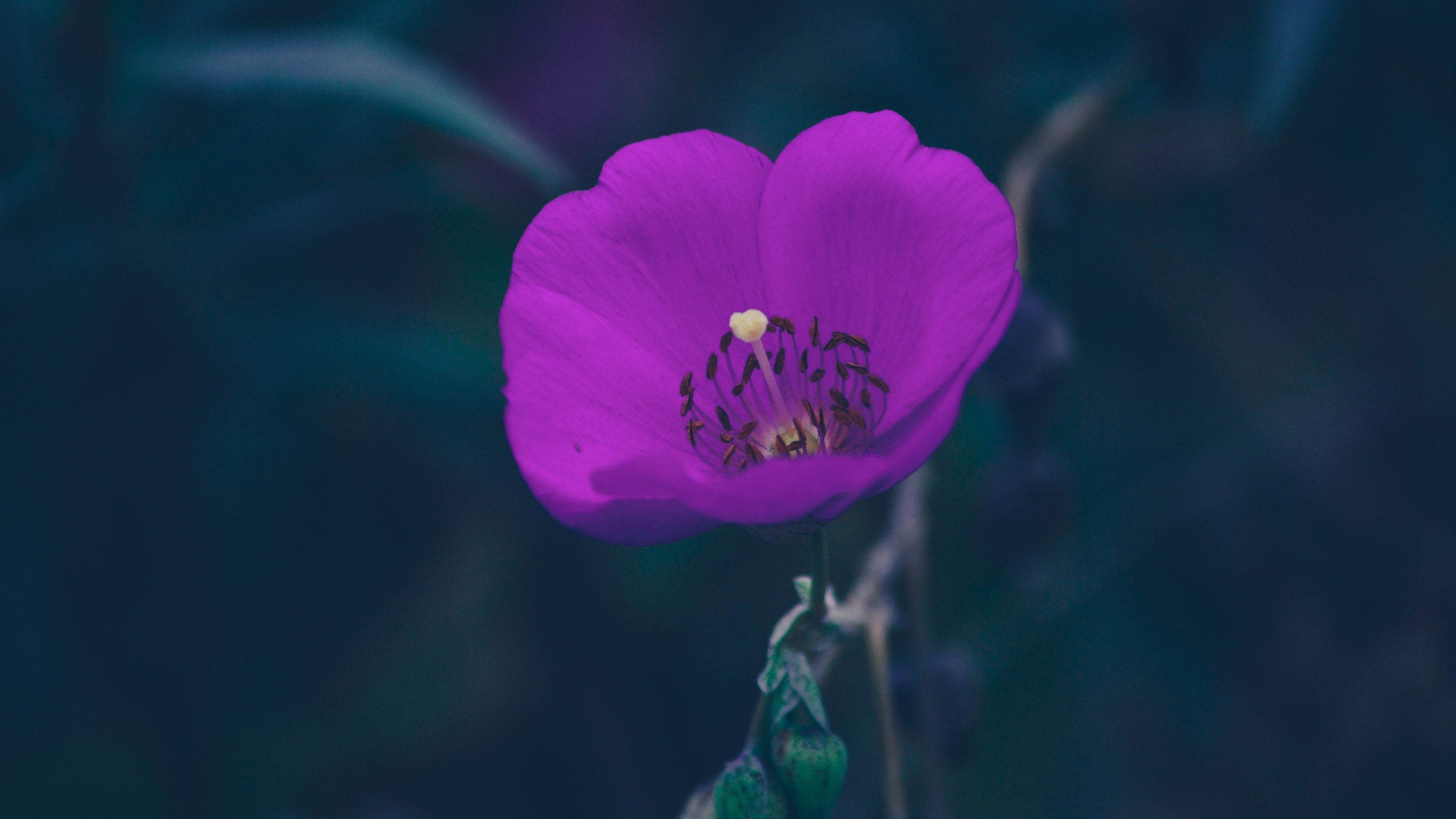 a purple flower 4k wallpaper and background