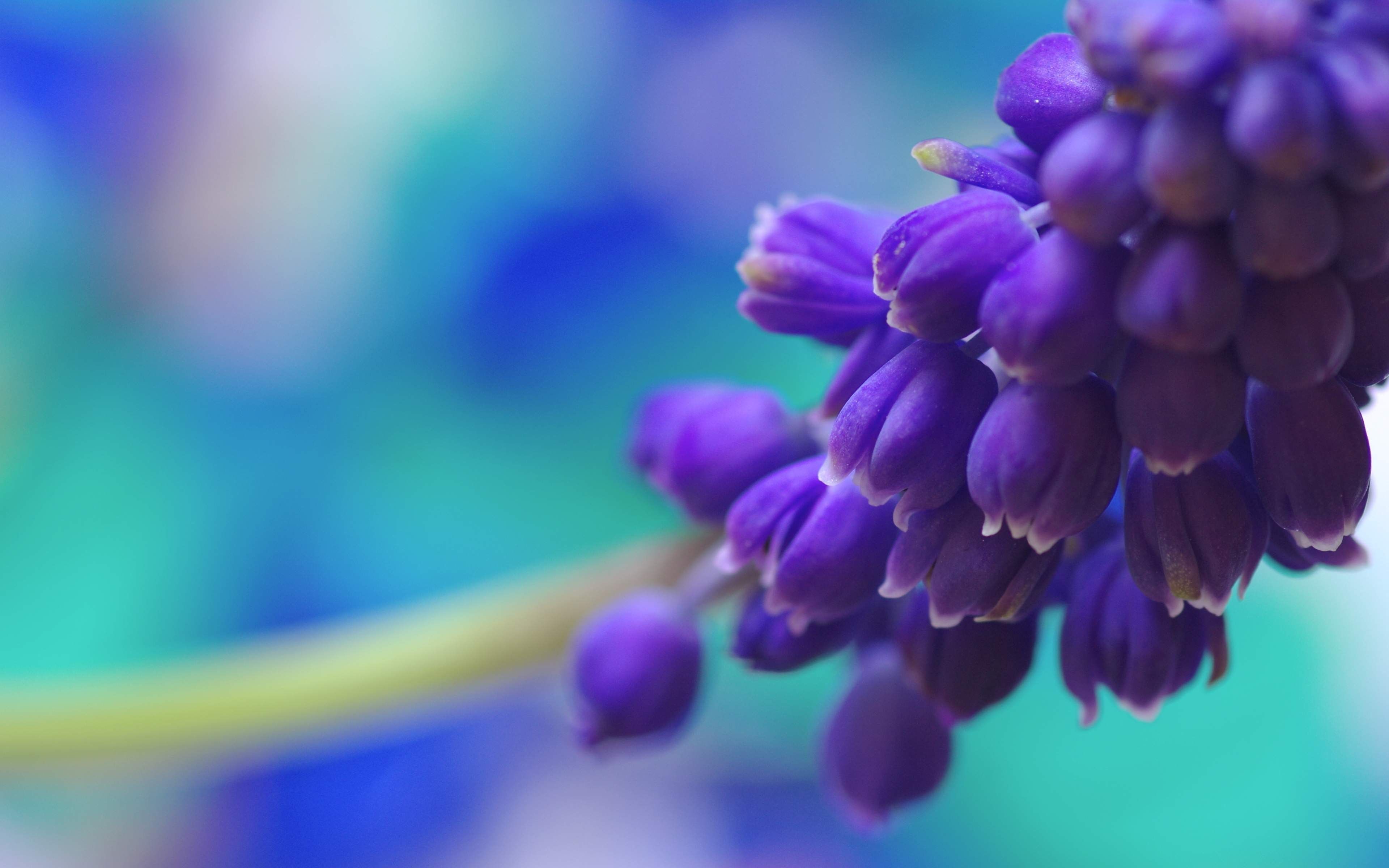 Purple Flowers 4k Wallpapers - Wallpaper Cave