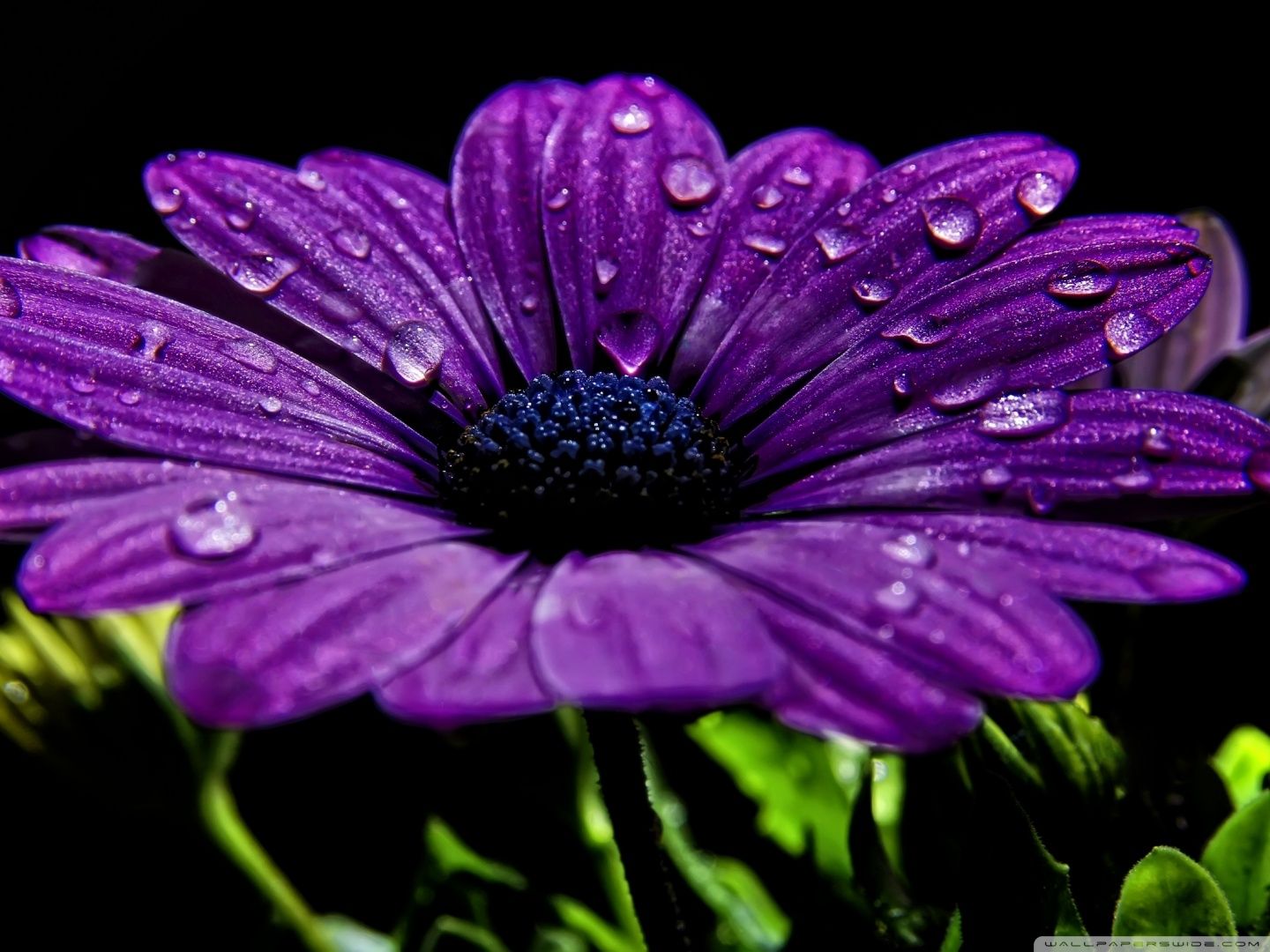 Beautiful Purple Flower Ultra HD Desktop Background Wallpaper
