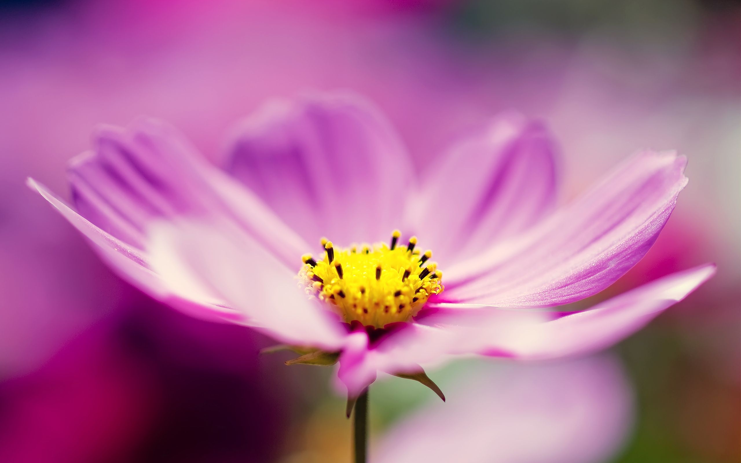 Wallpaper 4k Purple Cosmos Flower Cosmos, flower, Flowers, Purple