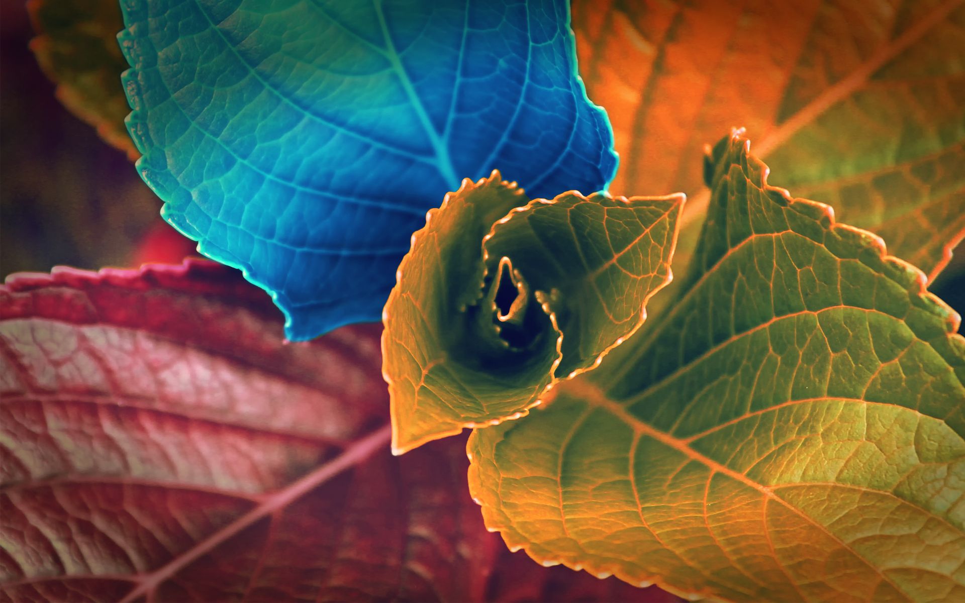 Colors of Leaves Wallpaper