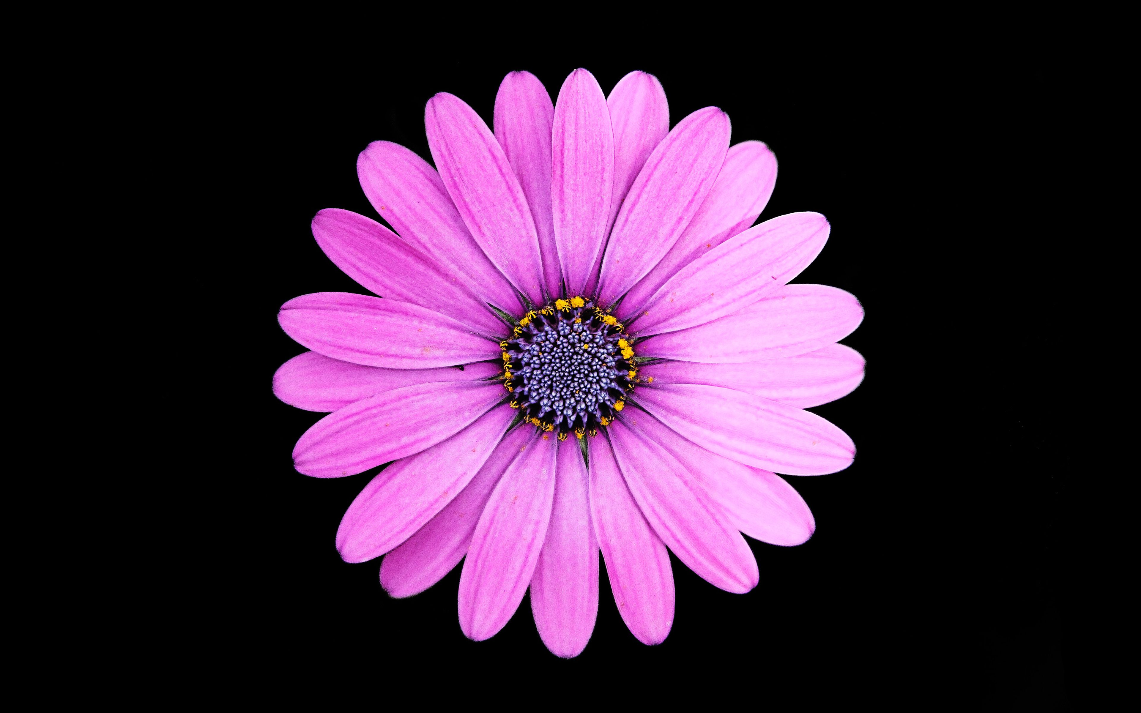 Margarita Purple Daisy flower 4K Wallpaper
