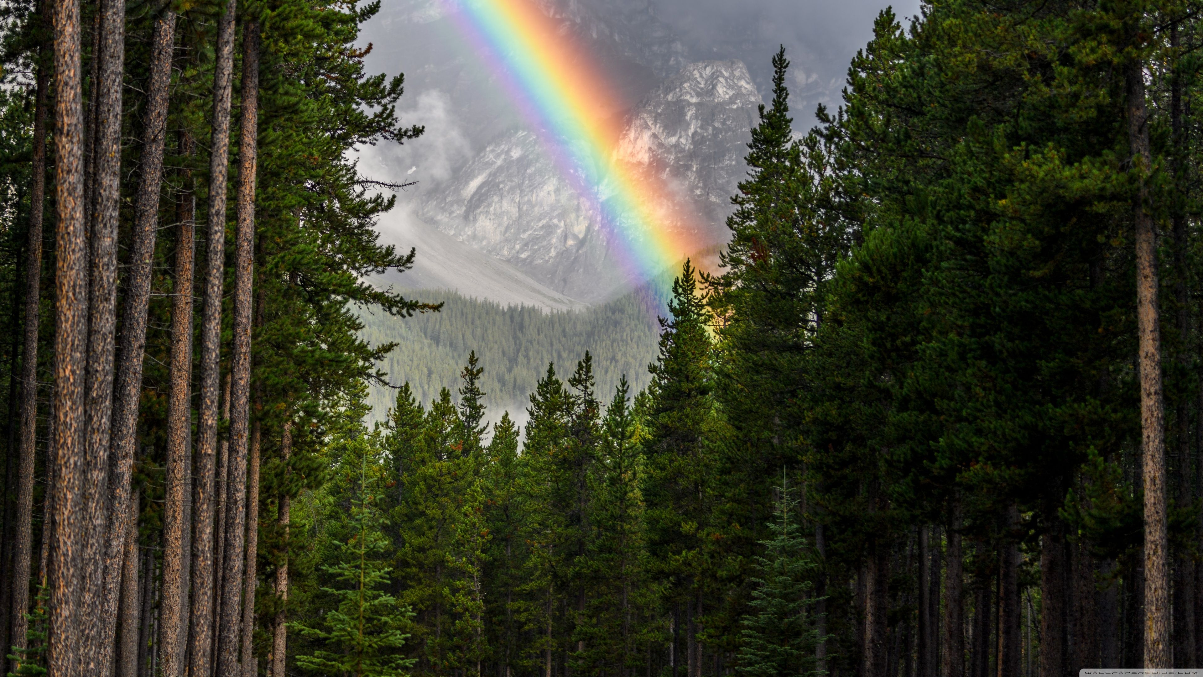 Rainbow, Forest, Banff National Park Ultra HD Desktop Background