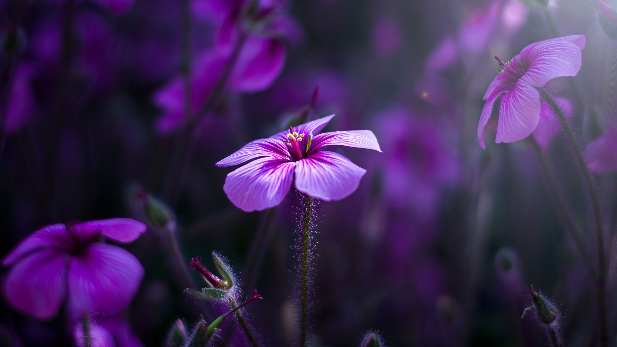 Purple Flowers Macro 4k 1440P Resolution HD 4k