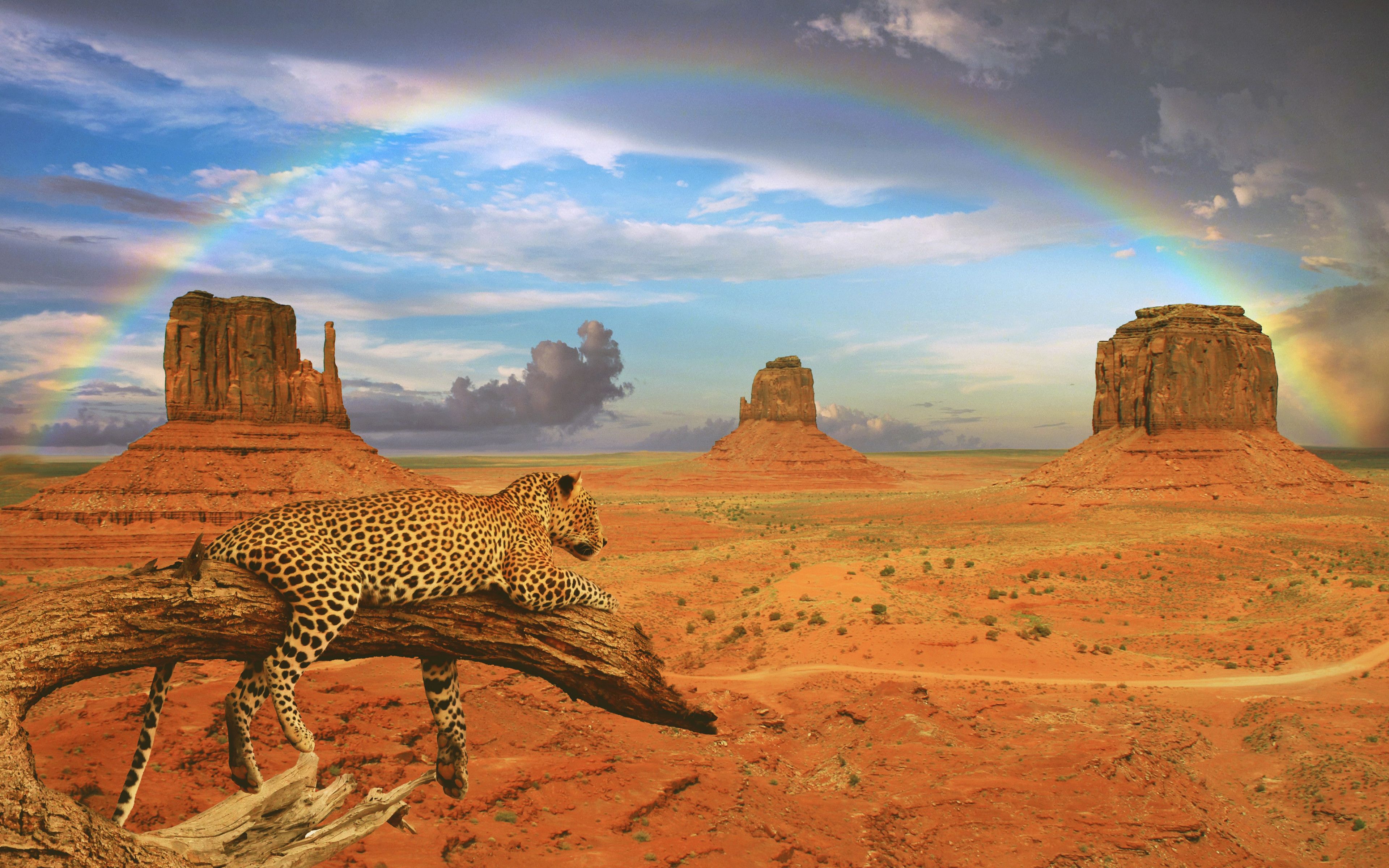 Leopard in desert landscape with rainbow Wallpaper 4k Ultra HD