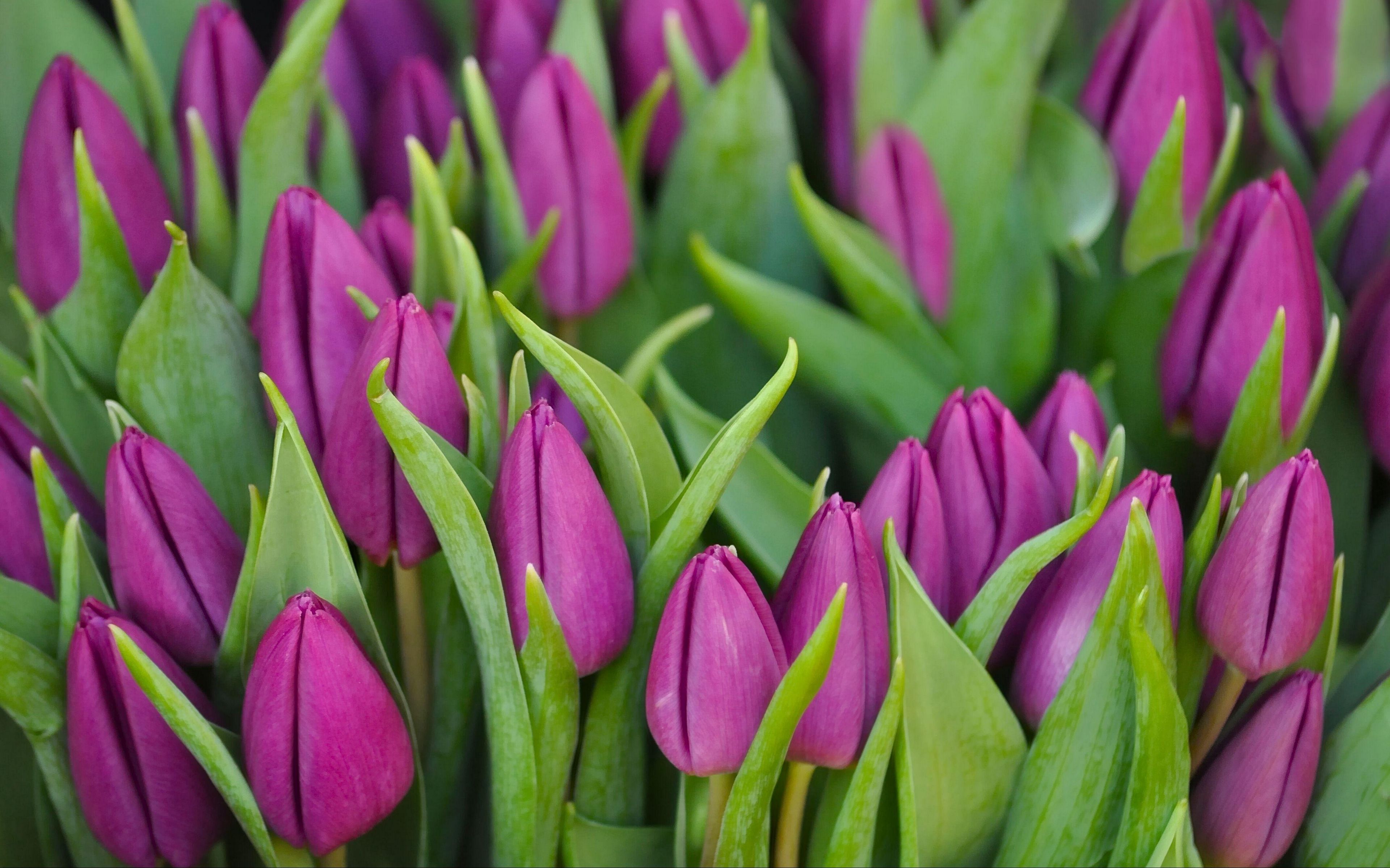 Download wallpaper 3840x2400 tulips, flowers, buds, purple, flower