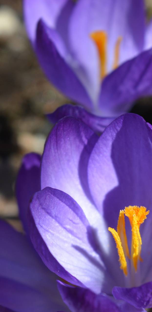 Purple Flowers 4k wallpaper