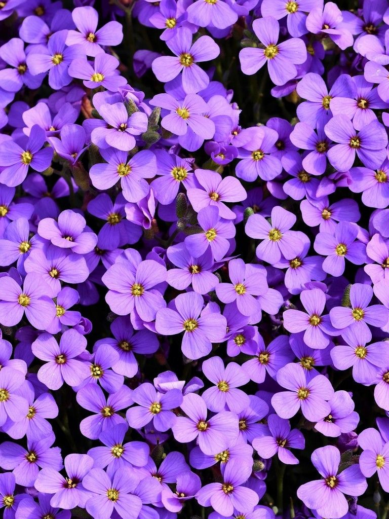 Purple Aubrieta, Garden, Pretty Wallpaper Flowers
