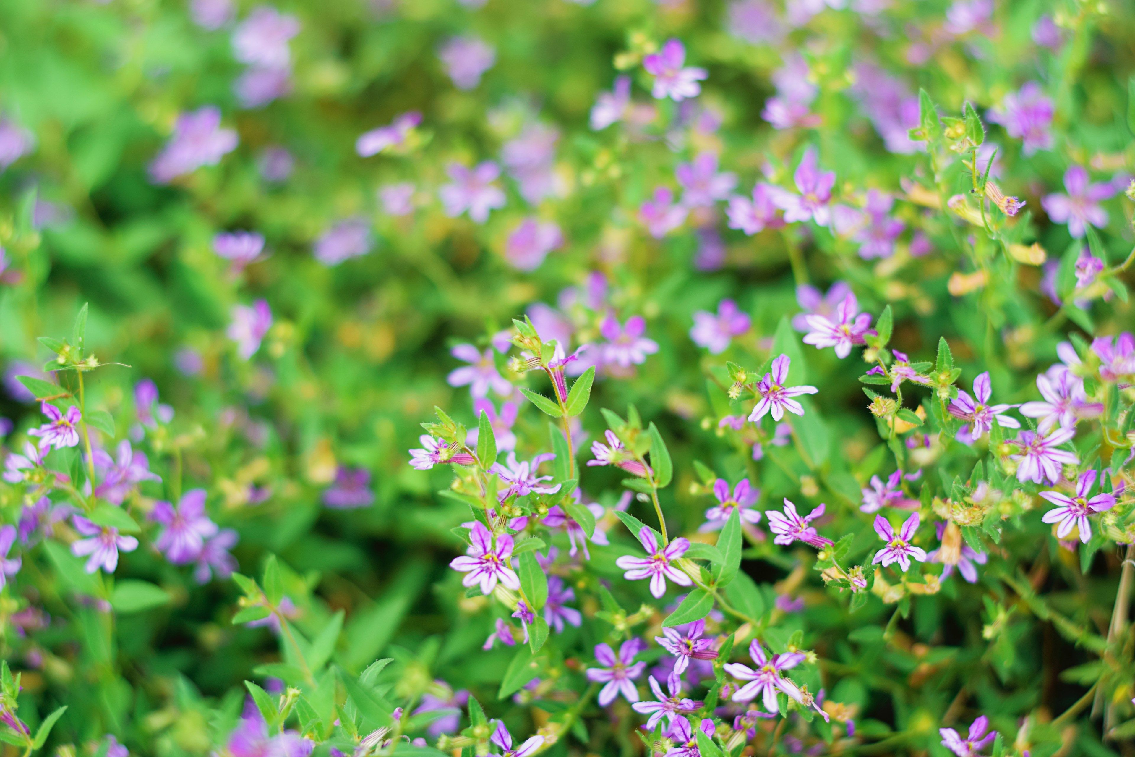 Лесное растение с мелкими фиолетовыми цветами