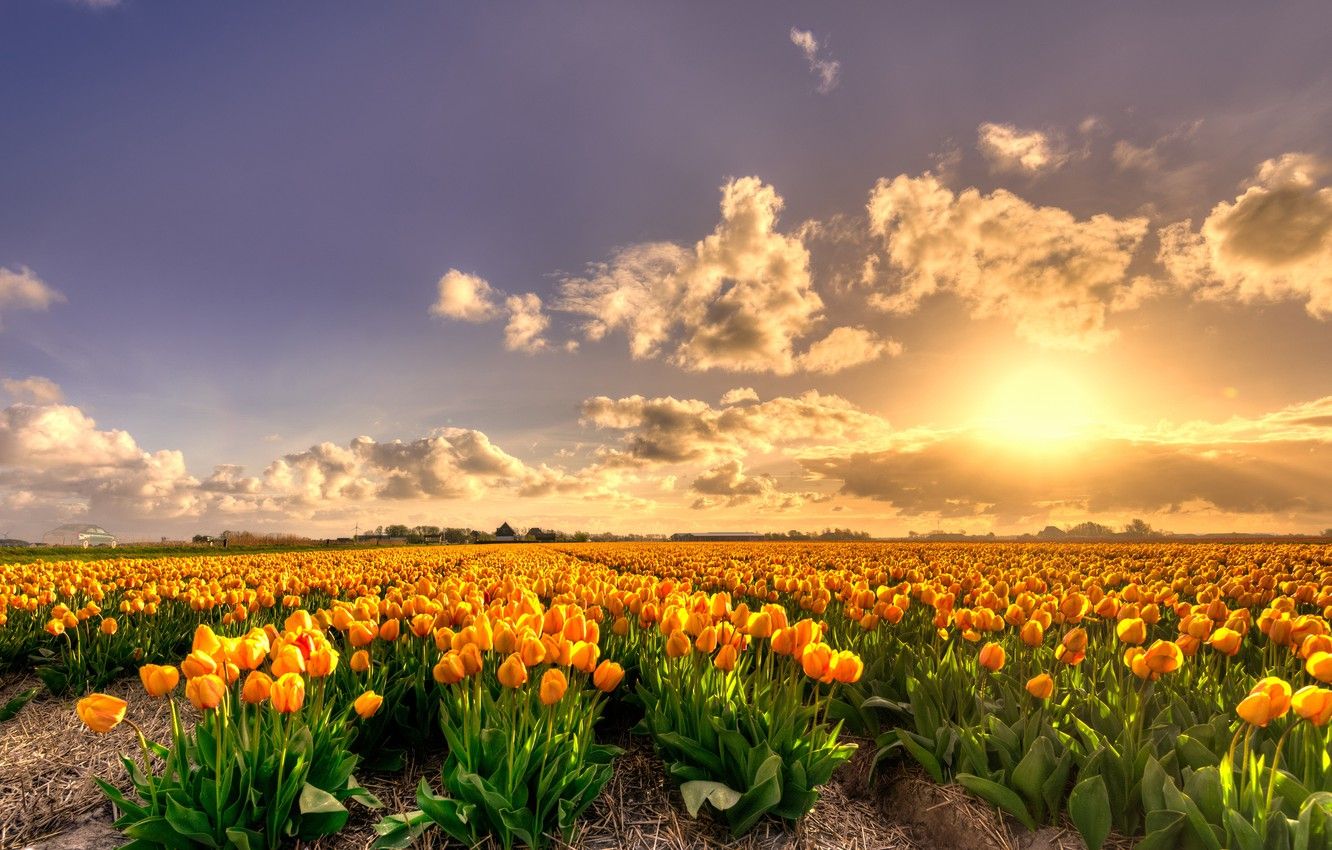Wallpaper field, the sky, the sun, clouds, light, sunset, flowers