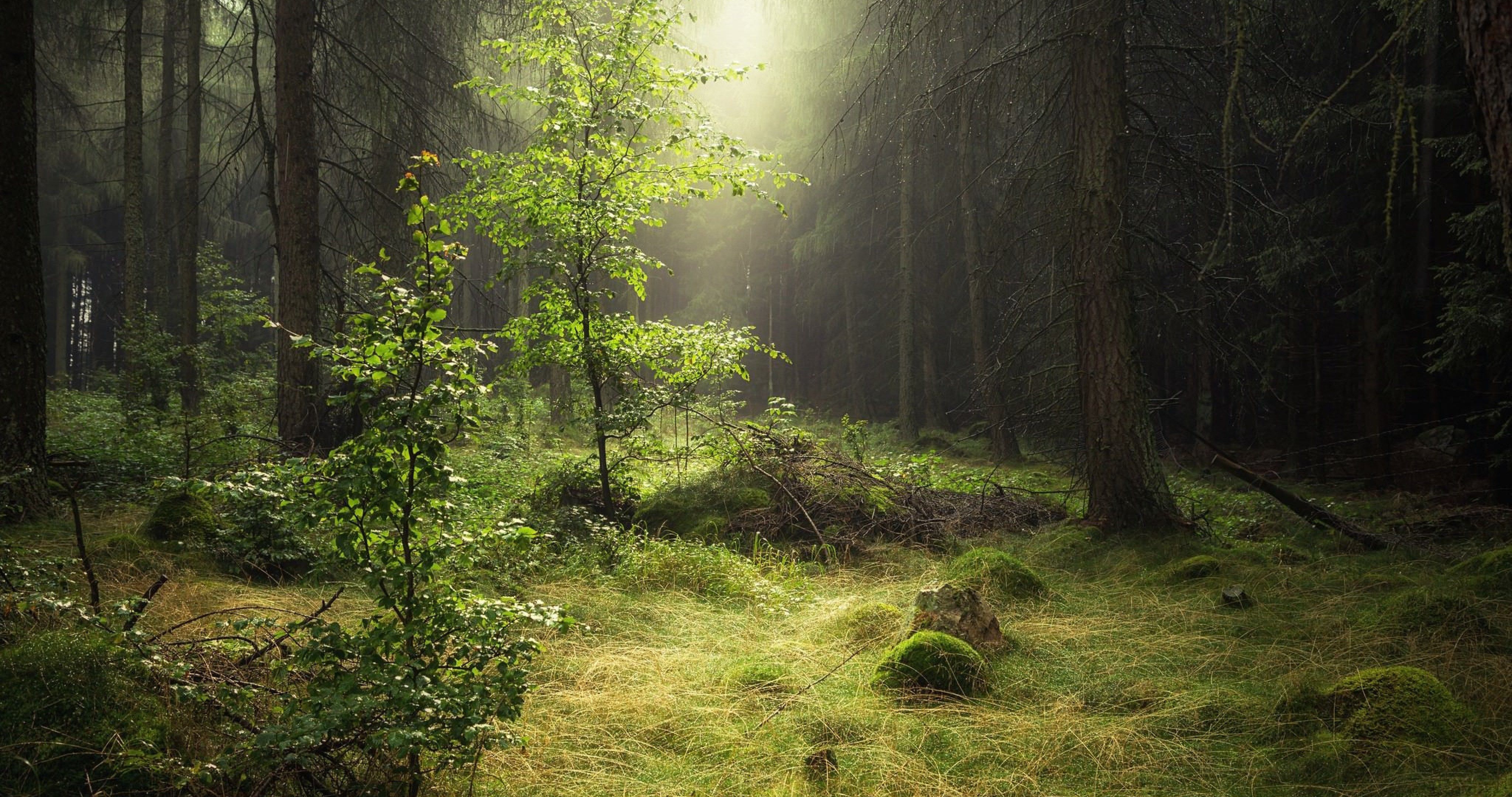 Forest Scene Ultra HD Wallpapers - Wallpaper Cave